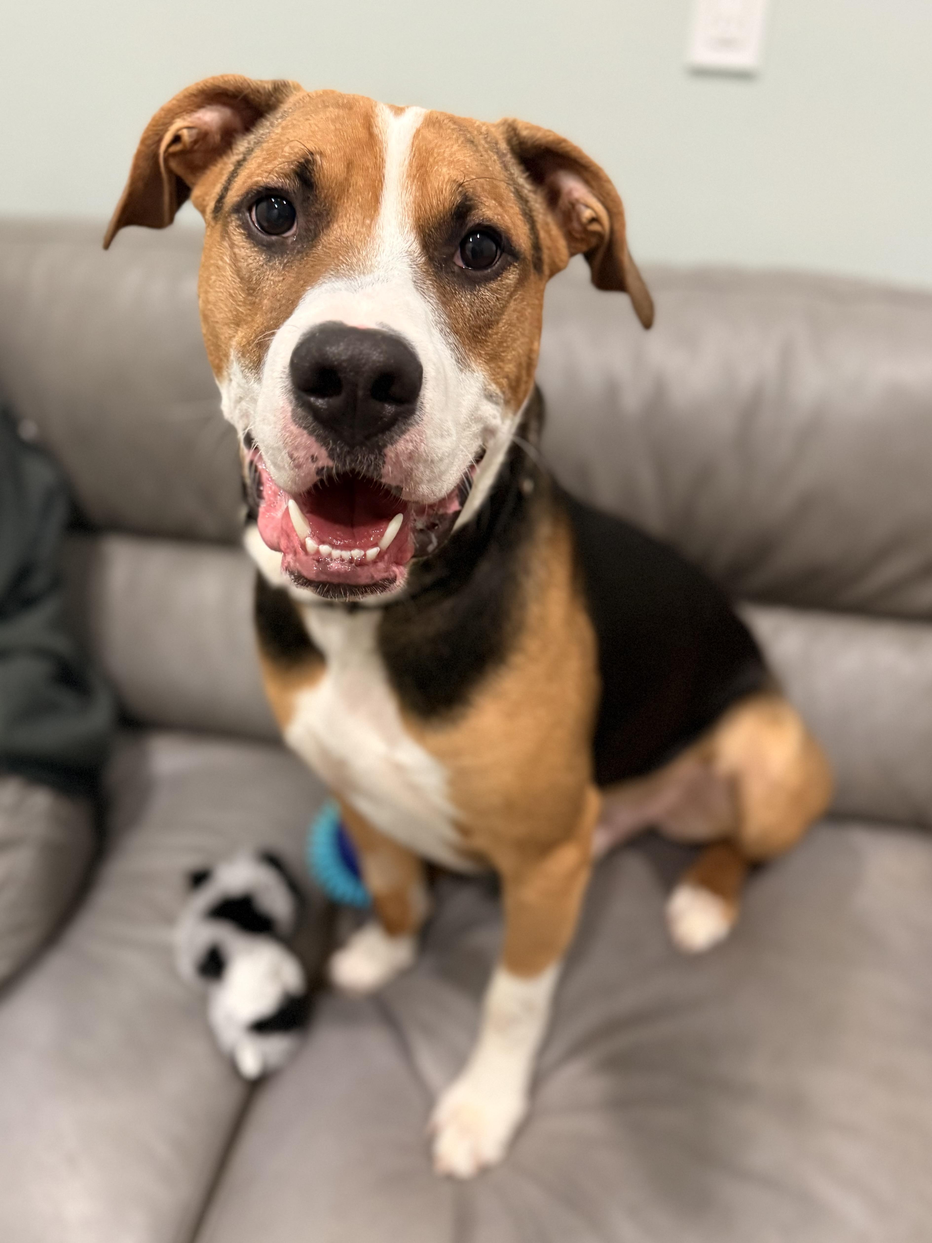 Enlarge Rubble, a Adoptable Mixed Breed in Sault Sainte Marie, MI image 1/3