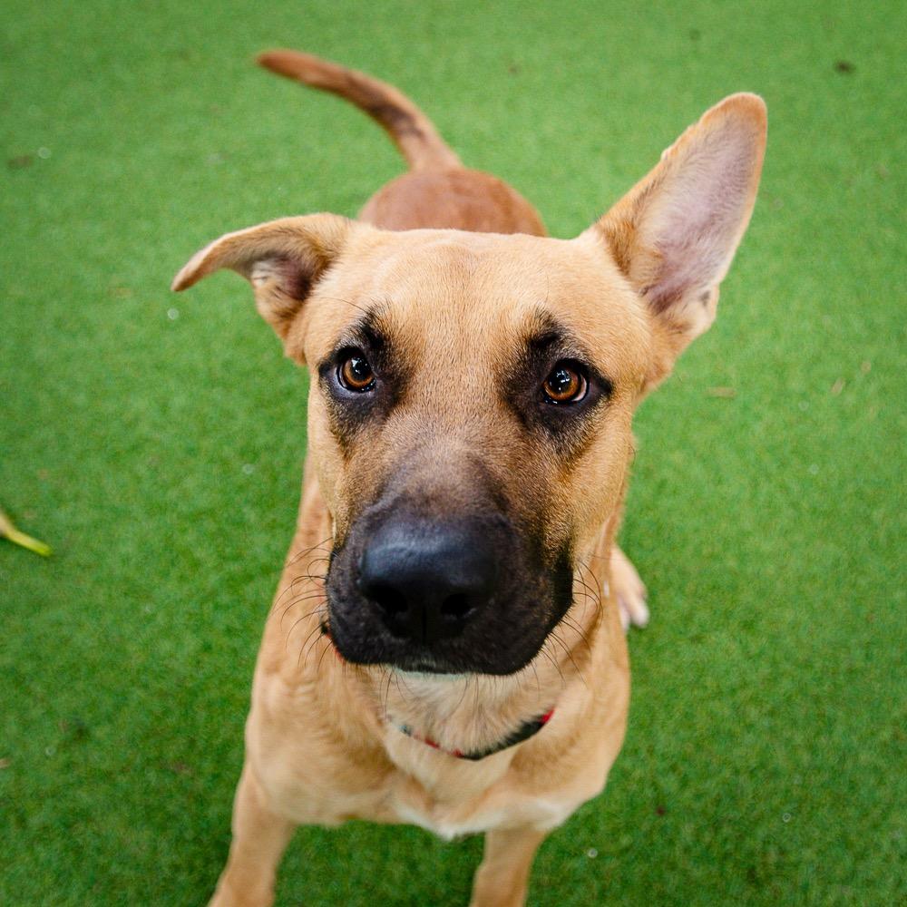 Charlie, Adoptable, Young Male Shepherd.