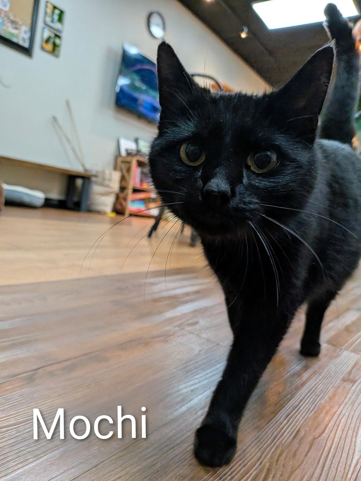 Mochi, Adopted, Adult Female Domestic Short Hair.