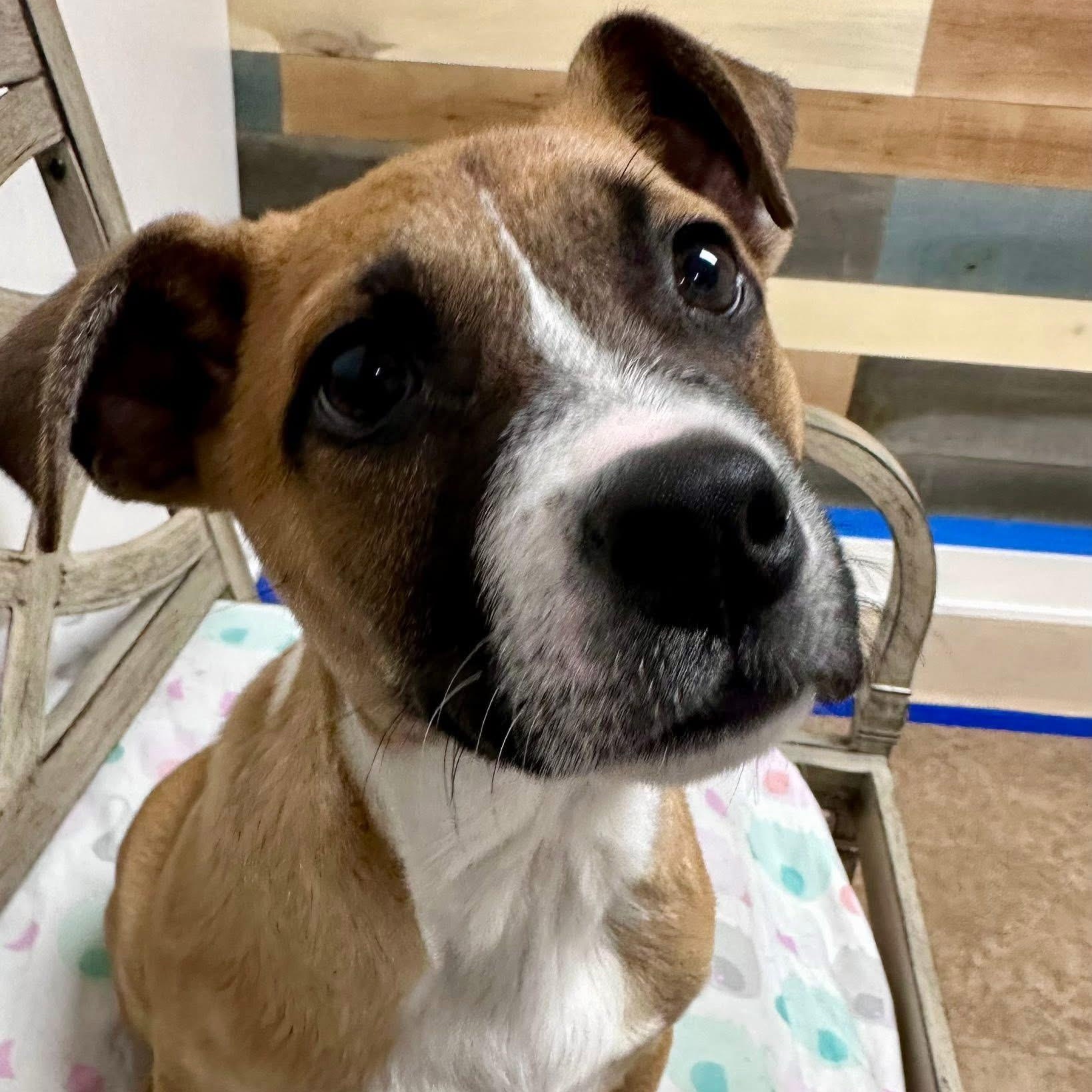 Enlarge Peep, a ADOPTABLE mixed breed in Joliet, IL image 2/2