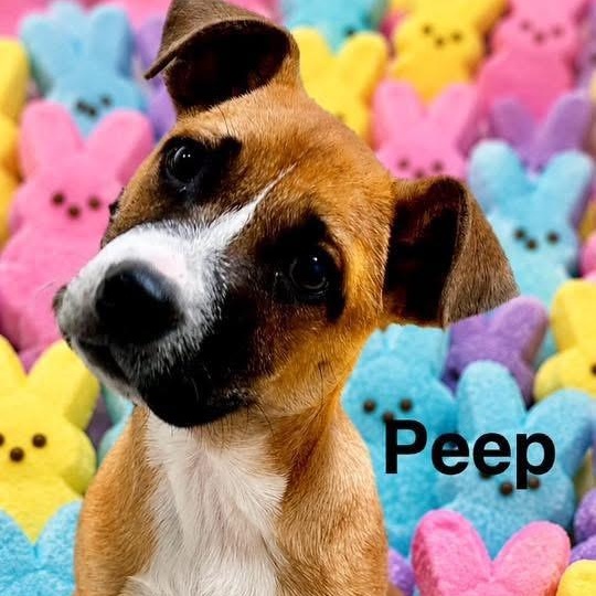Enlarge Peep, a ADOPTABLE mixed breed in Joliet, IL image 1/2