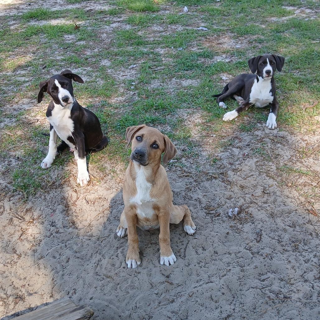 Enlarge Orion, a Adoptable Mixed Breed in Williston, FL image 1/6