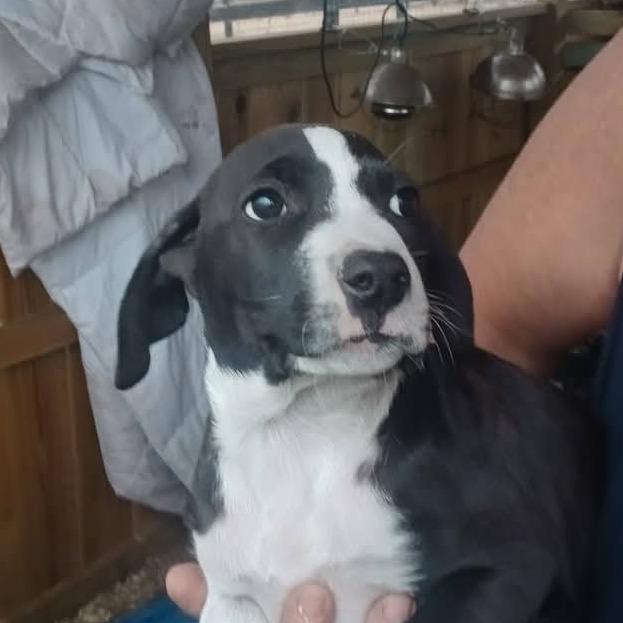 Enlarge Orion, a Adoptable Mixed Breed in Williston, FL image 2/6