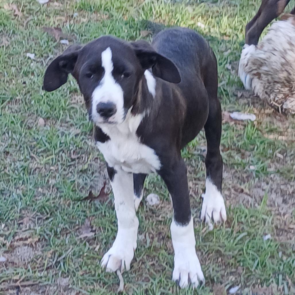 Enlarge Orion, a Adoptable Mixed Breed in Williston, FL image 3/6