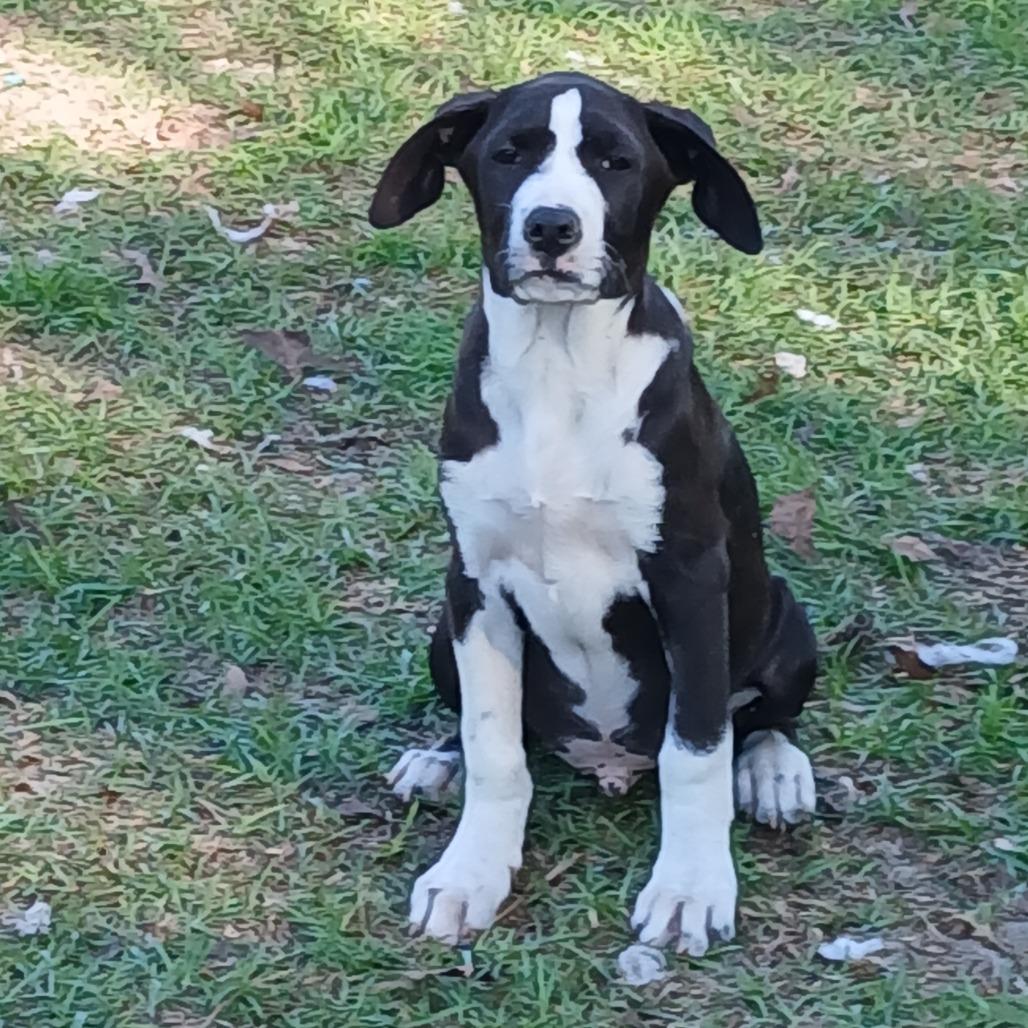 Enlarge Orion, a Adoptable Mixed Breed in Williston, FL image 4/6