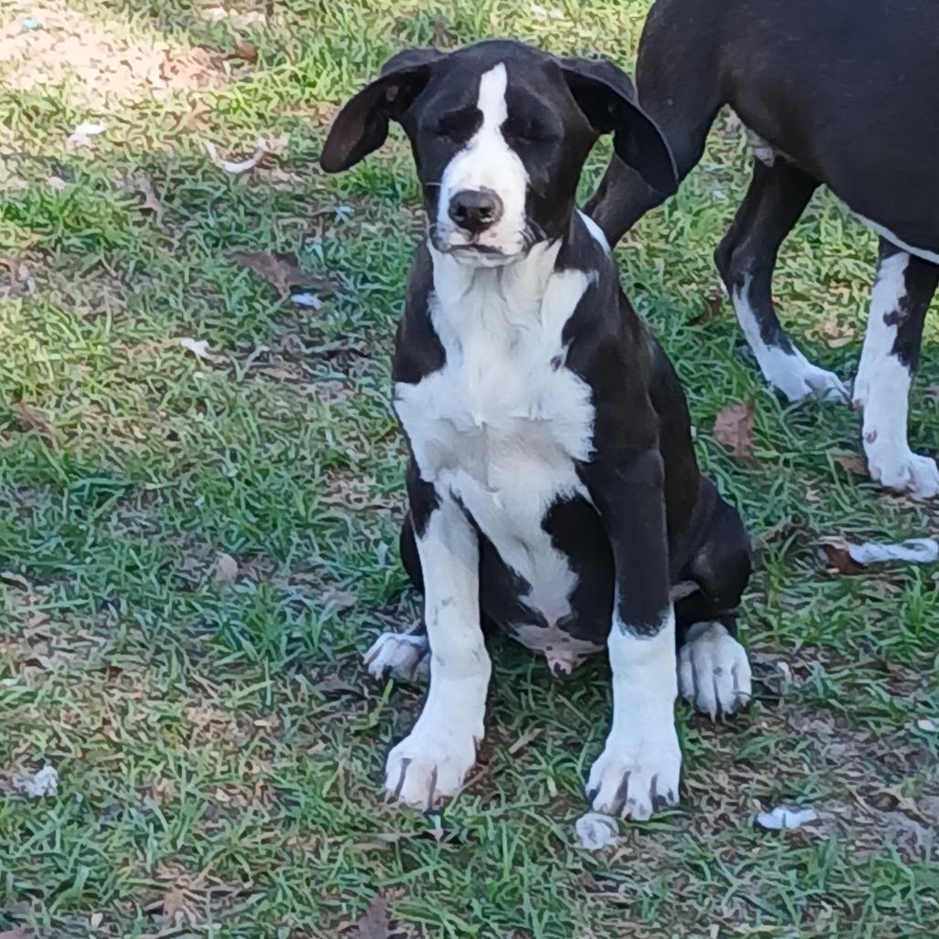 Enlarge Orion, a Adoptable Mixed Breed in Williston, FL image 5/6