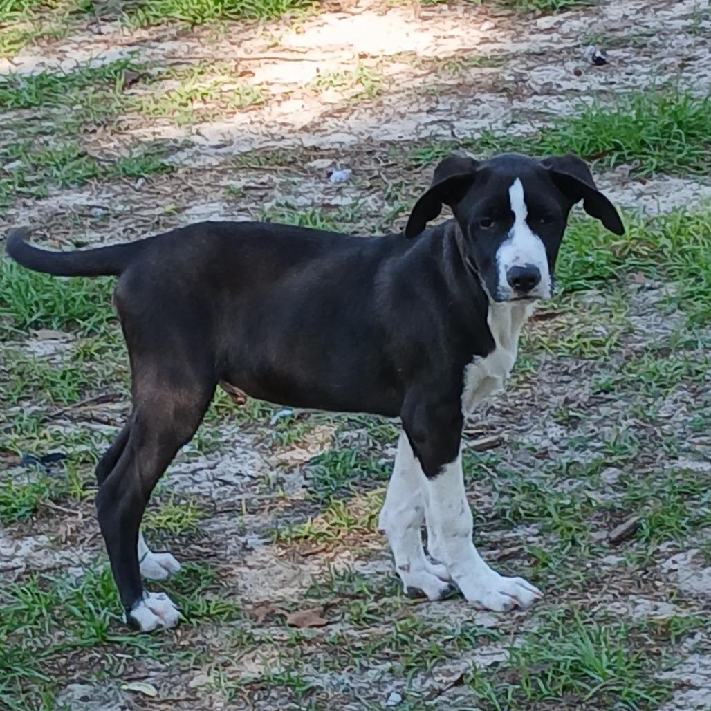 Enlarge Orion, a Adoptable Mixed Breed in Williston, FL image 6/6