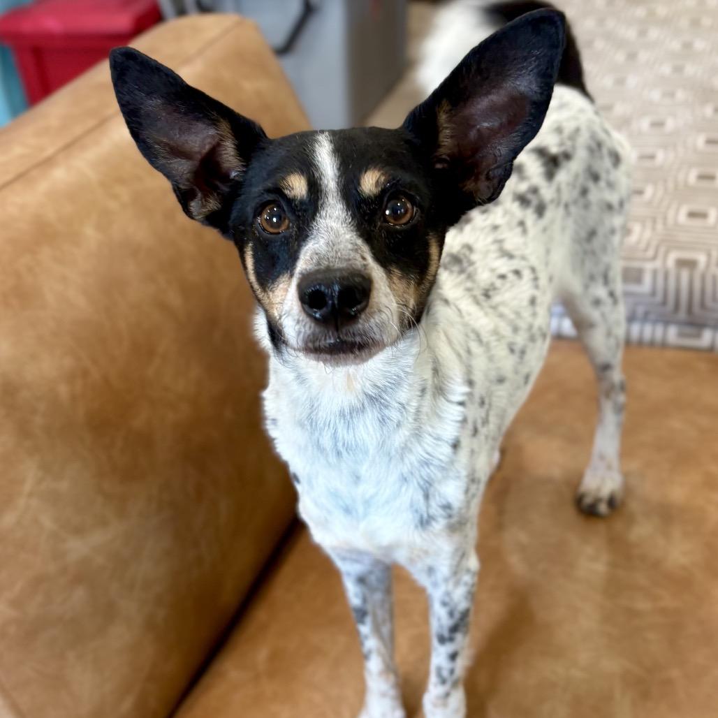TYSON (704), Adoptable, Young Male Rat Terrier.