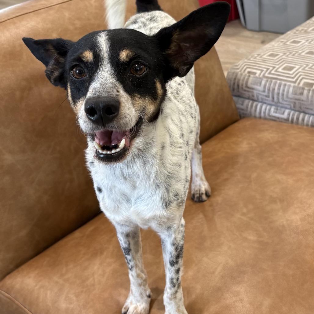 Enlarge TYSON (704), a Adoptable Rat Terrier in Indiantown, FL image 2/6