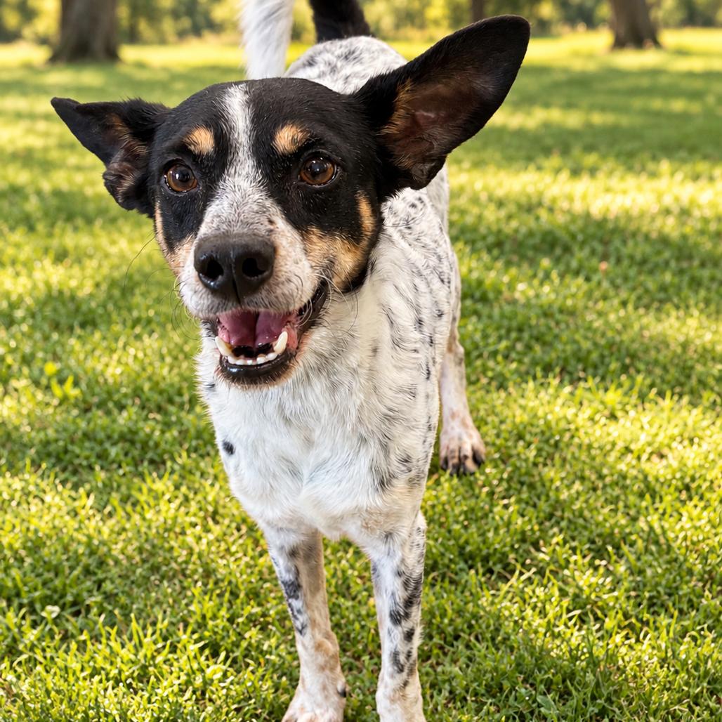 Enlarge TYSON (704), a Adoptable Rat Terrier in Indiantown, FL image 3/6