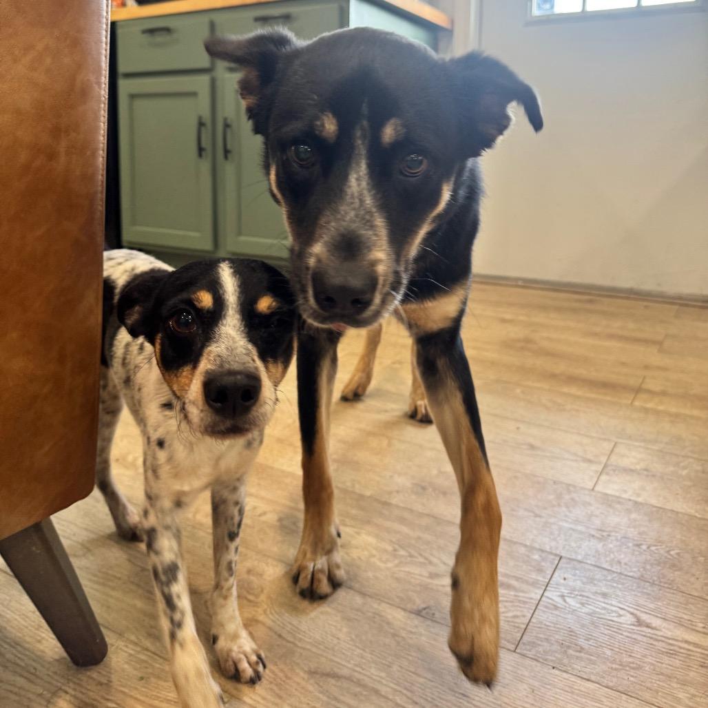 Enlarge TYSON (704), a Adoptable Rat Terrier in Indiantown, FL image 4/6