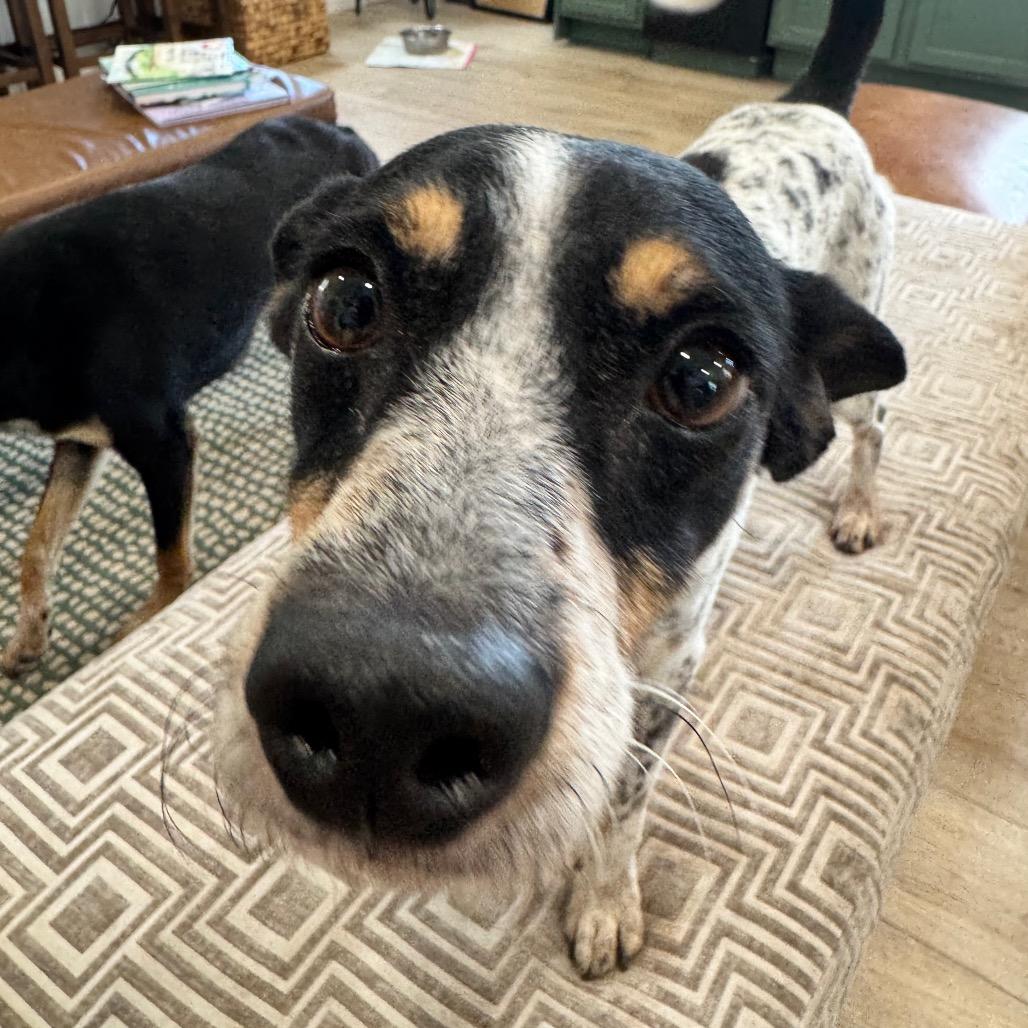 Enlarge TYSON (704), a Adoptable Rat Terrier in Indiantown, FL image 5/6