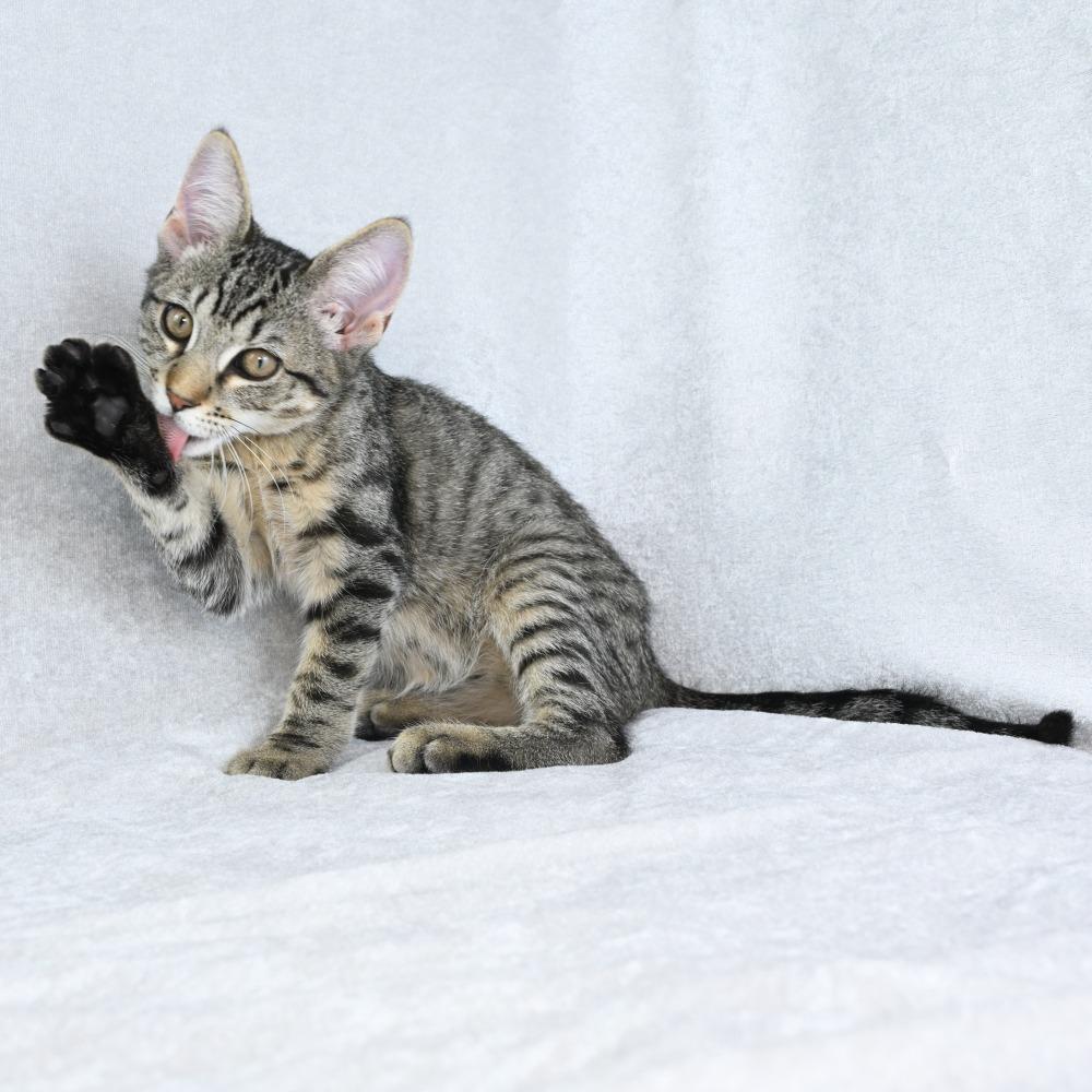 Enlarge Ruhn, a Adoptable Domestic Short Hair in Mobile, AL image 1/6