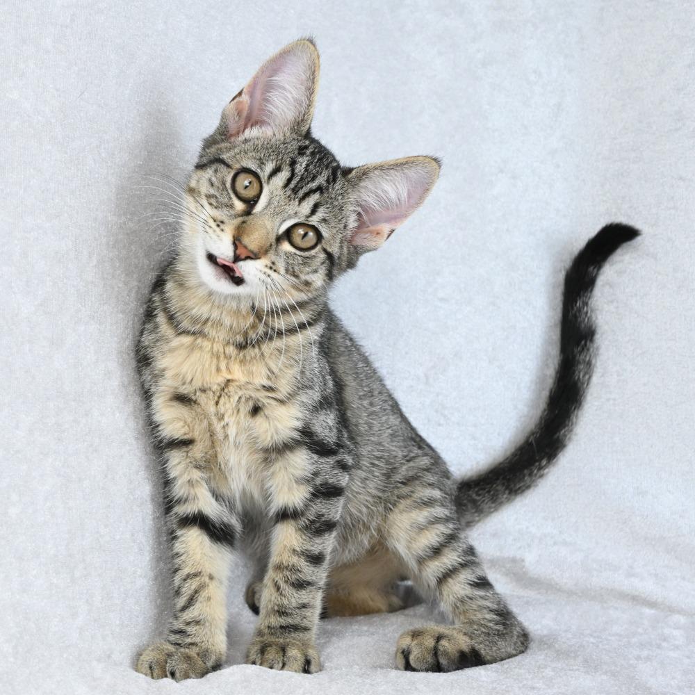 Enlarge Ruhn, a Adoptable Domestic Short Hair in Mobile, AL image 2/6