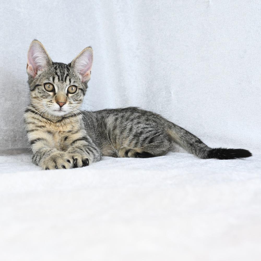 Enlarge Ruhn, a Adoptable Domestic Short Hair in Mobile, AL image 3/6