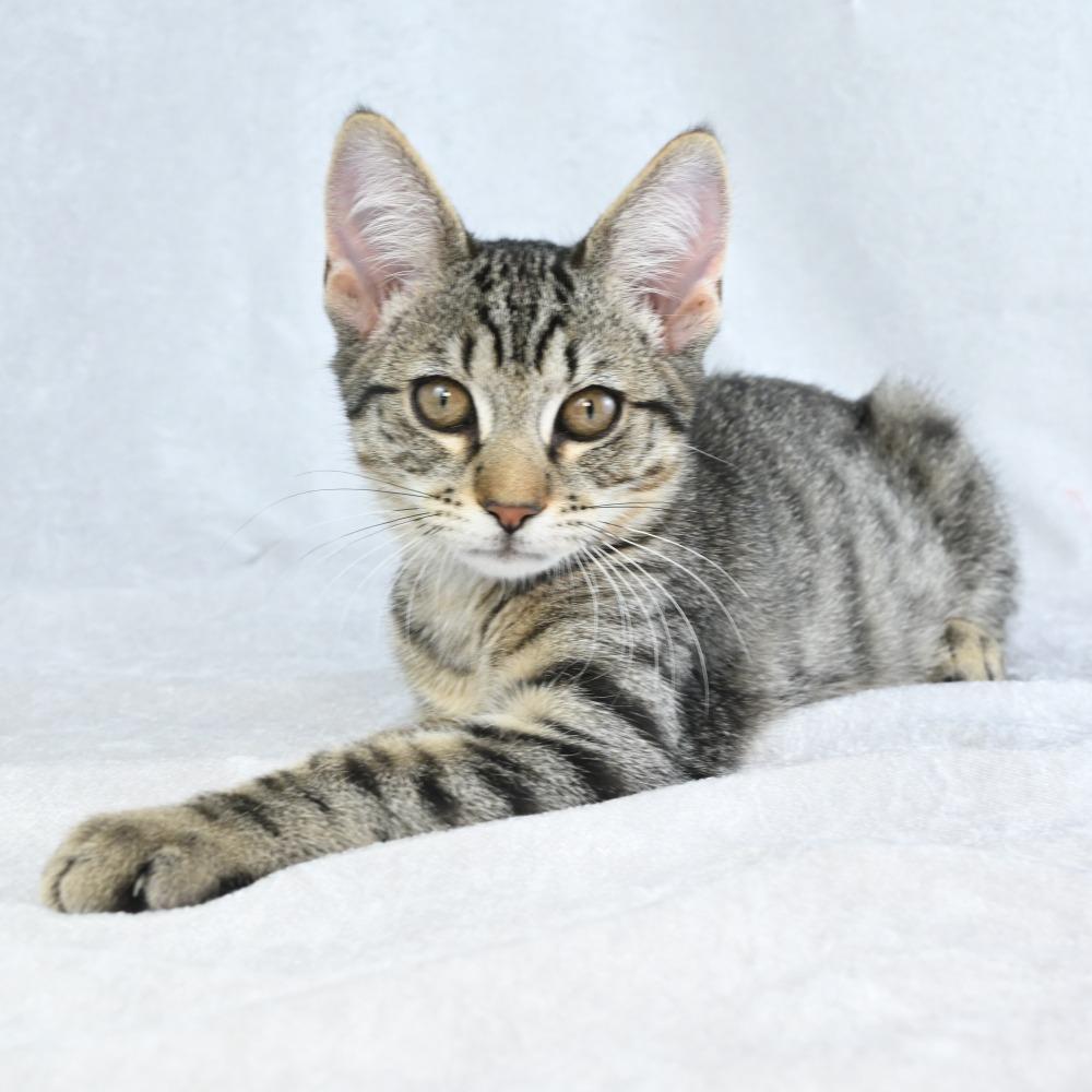 Enlarge Ruhn, a Adoptable Domestic Short Hair in Mobile, AL image 4/6