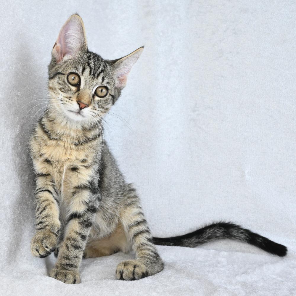 Enlarge Ruhn, a Adoptable Domestic Short Hair in Mobile, AL image 5/6