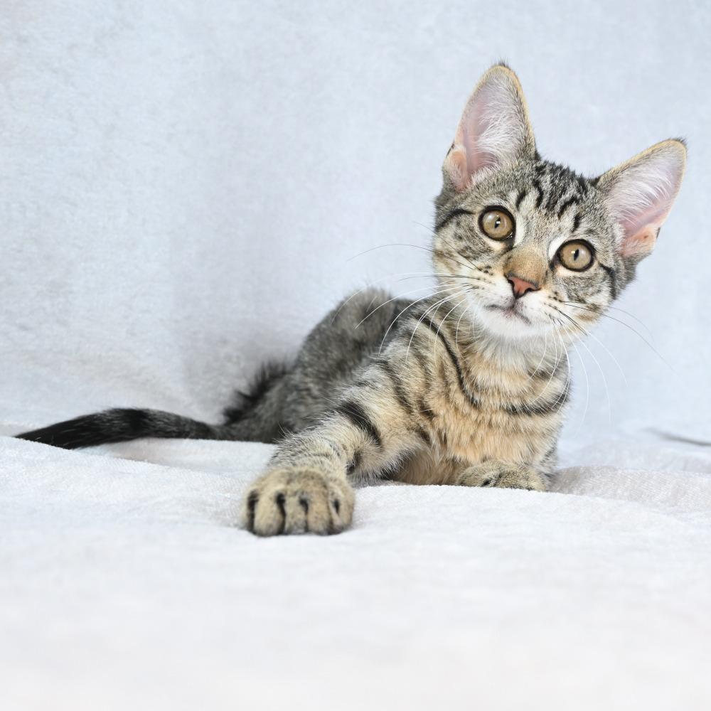 Enlarge Ruhn, a Adoptable Domestic Short Hair in Mobile, AL image 6/6