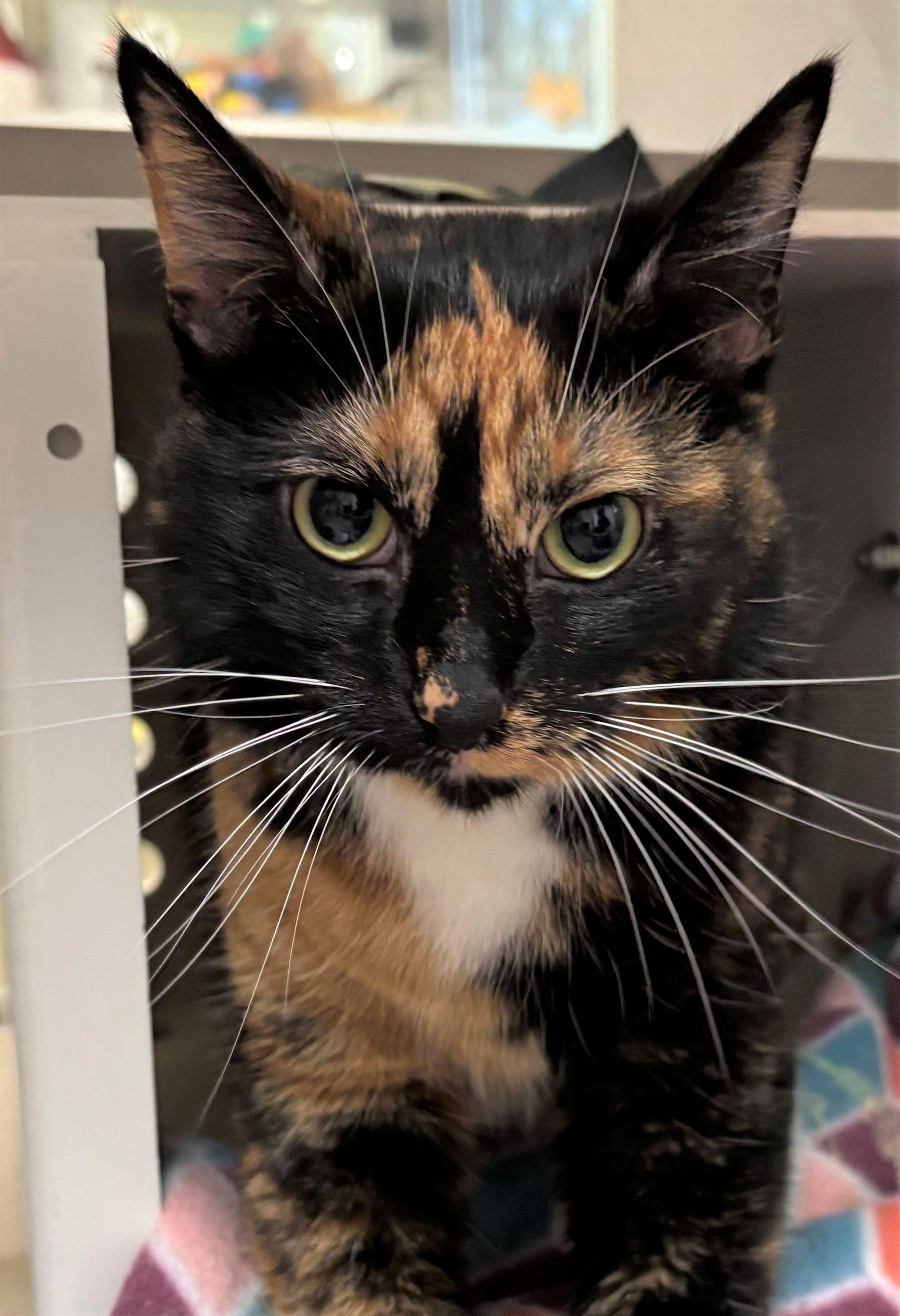 Enlarge Whisk, a Adopted Domestic Short Hair in Iowa City, IA image 2/2