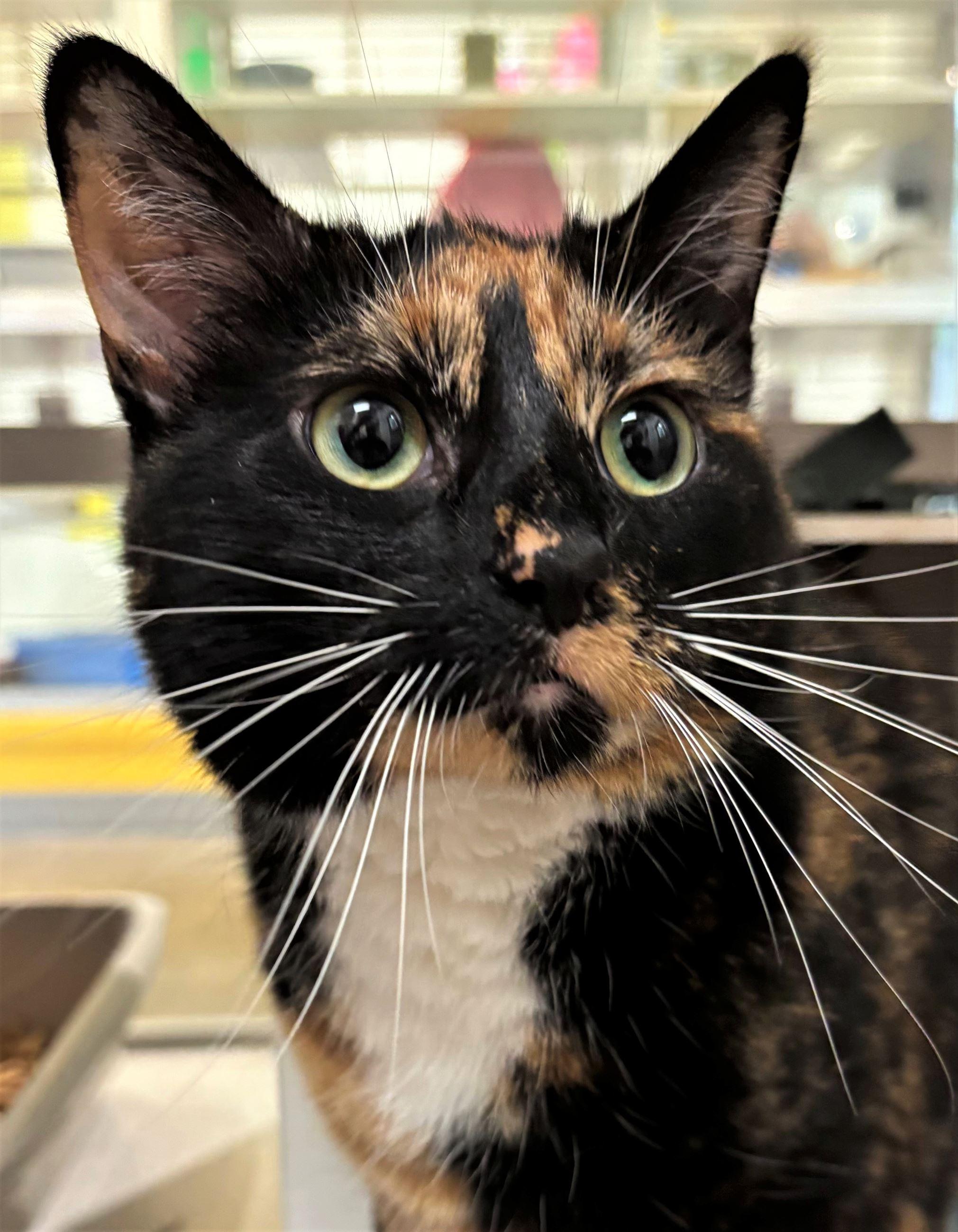 Whisk, Adopted, Adult Female Domestic Short Hair.