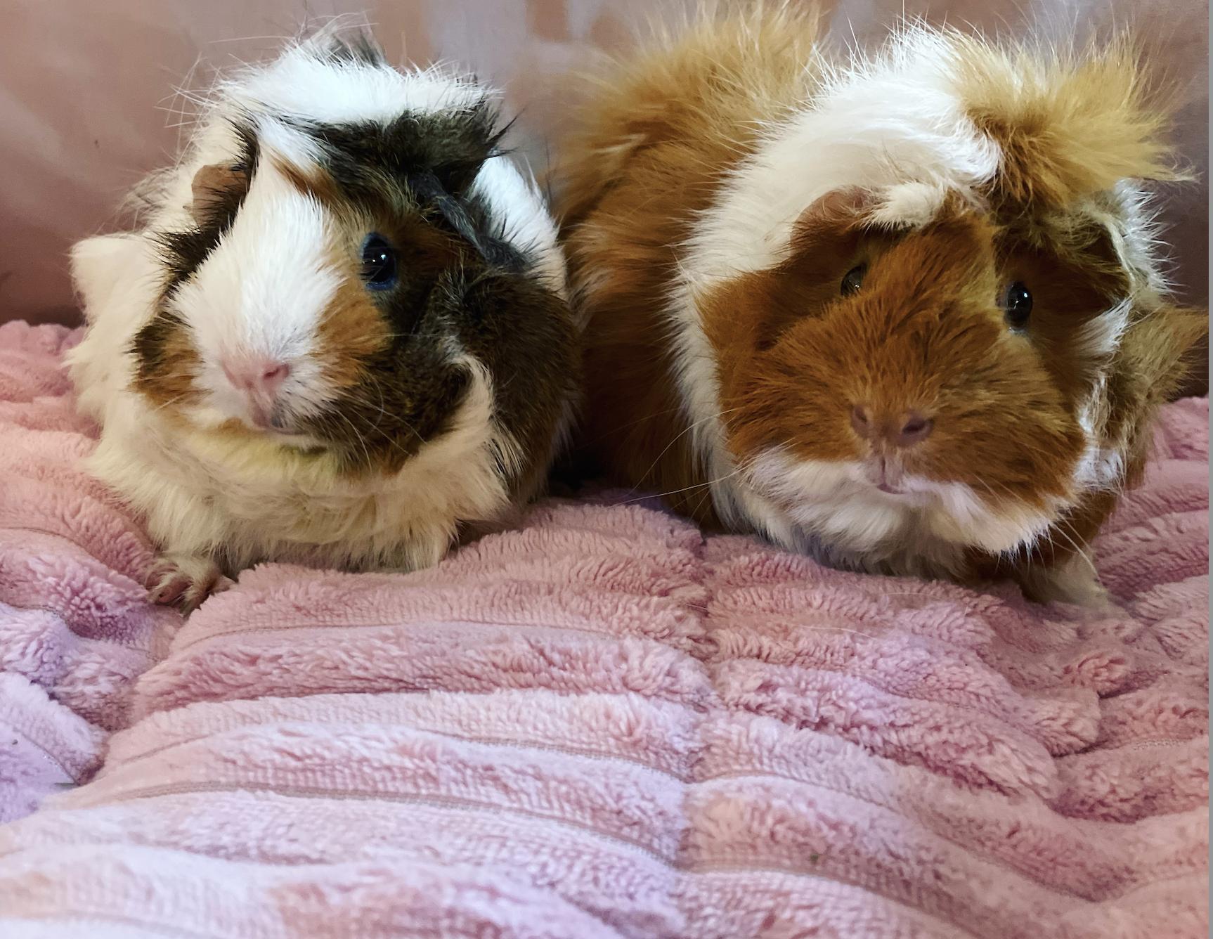 Clementine & Marigold, Adoptable, Adult Female Guinea Pig.