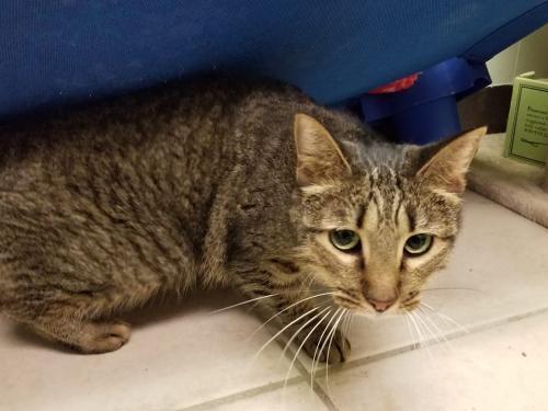 Ruby, Adoptable, Adult Female Domestic Short Hair.