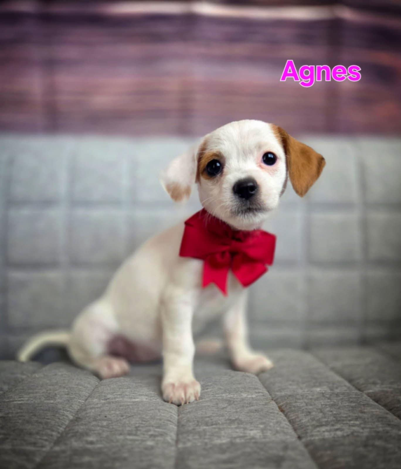 Agnes