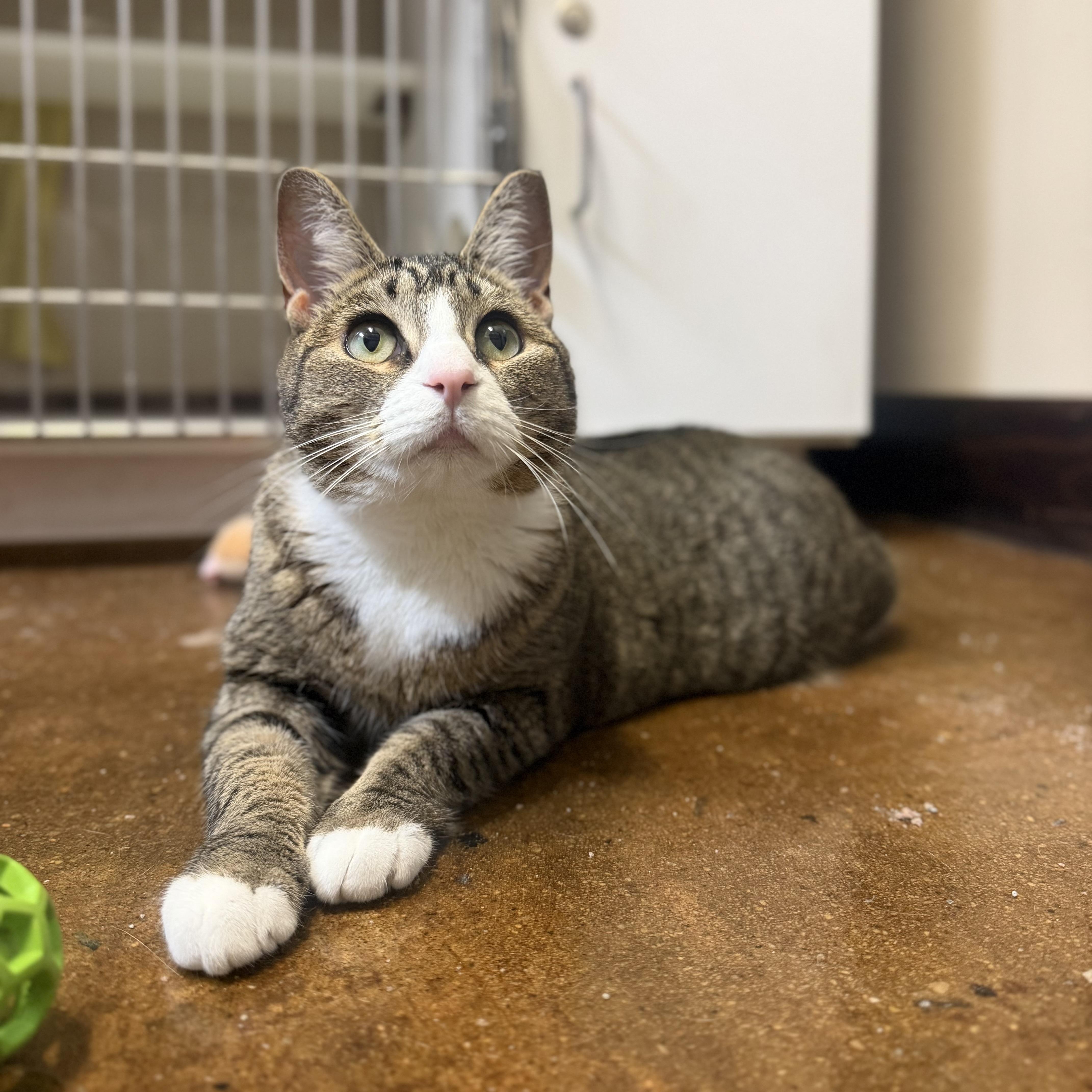 Enlarge Beans, a Adopted Domestic Short Hair in Birmingham, AL image 4/5