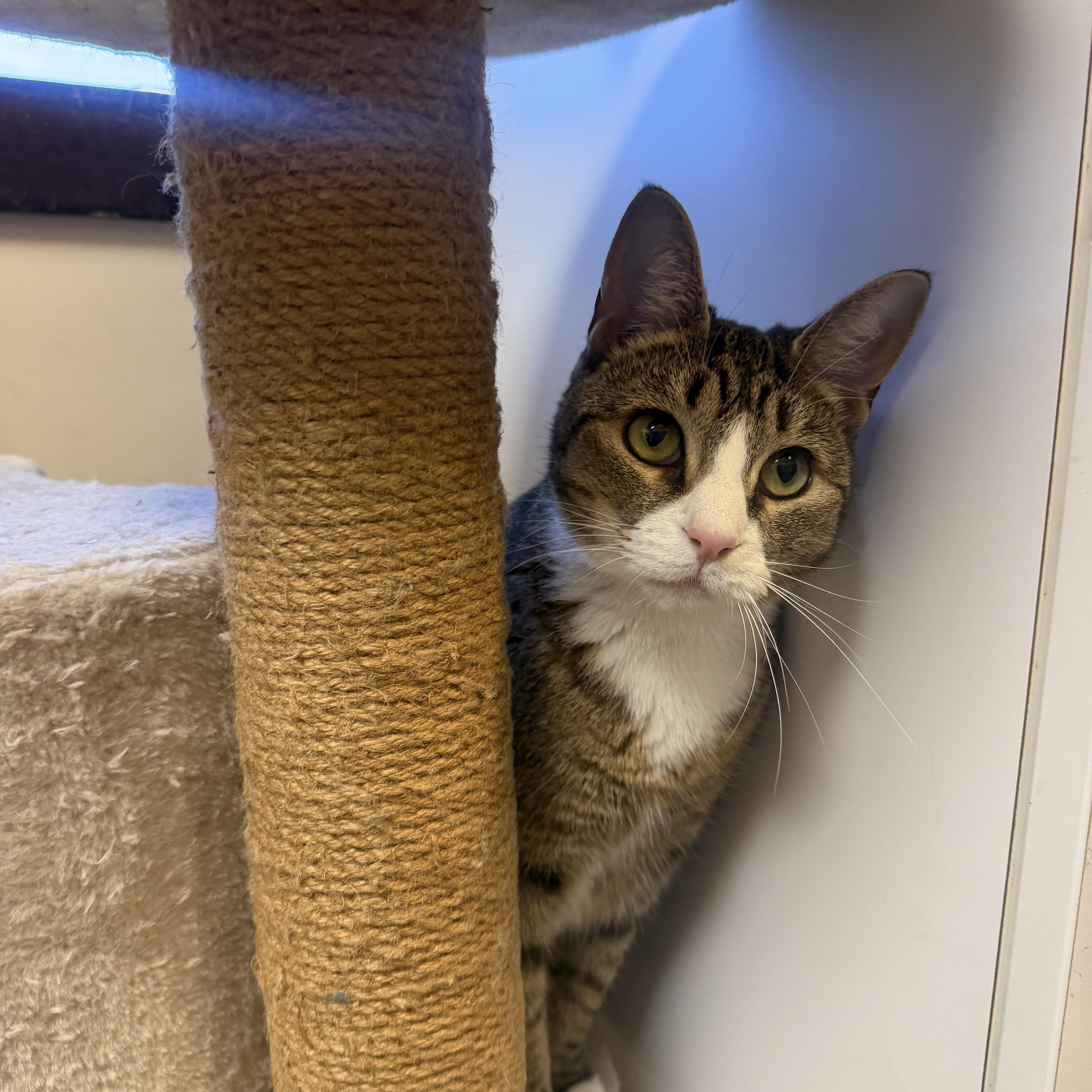 Enlarge Beans, a Adopted Domestic Short Hair in Birmingham, AL image 3/5