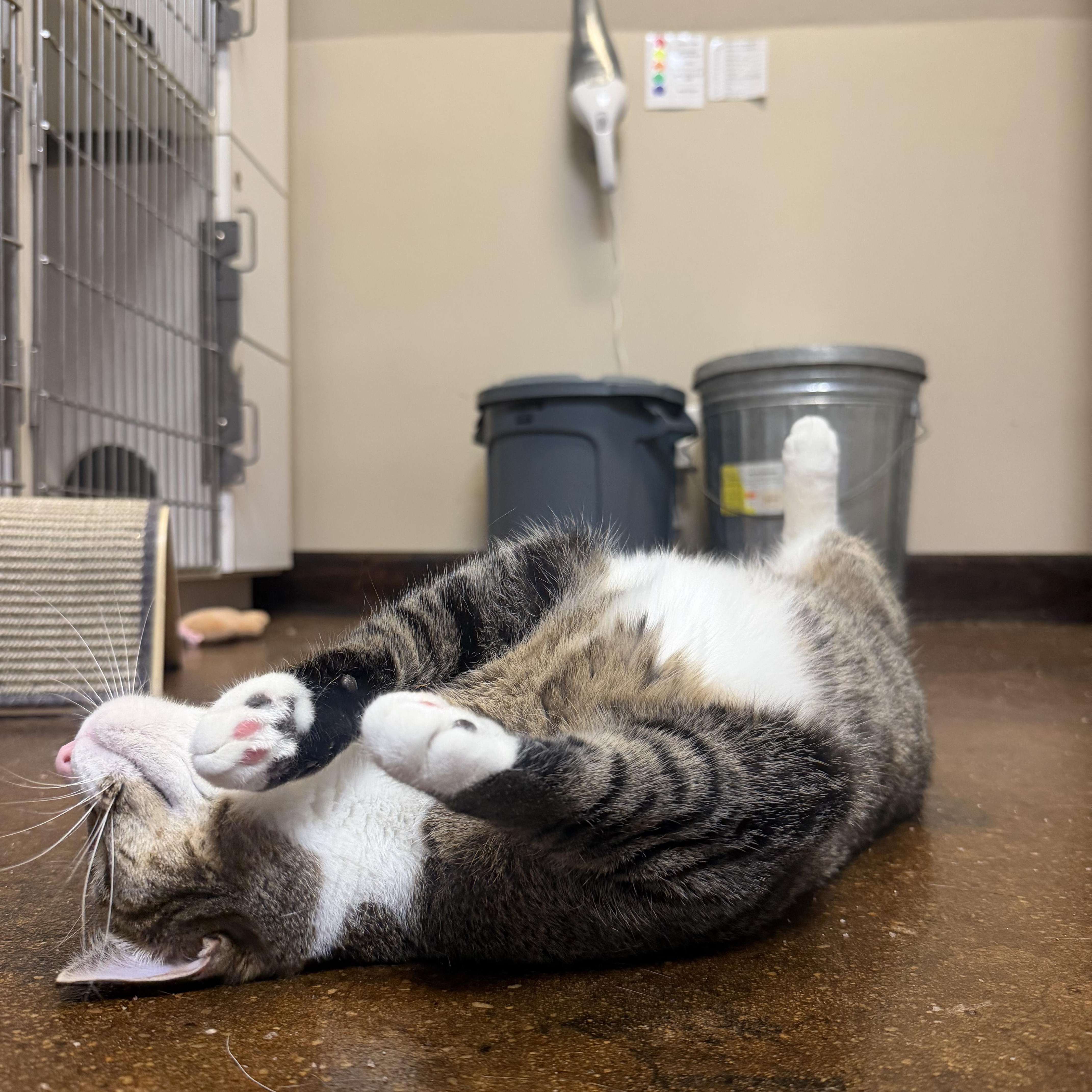 Enlarge Beans, a Adopted Domestic Short Hair in Birmingham, AL image 5/5