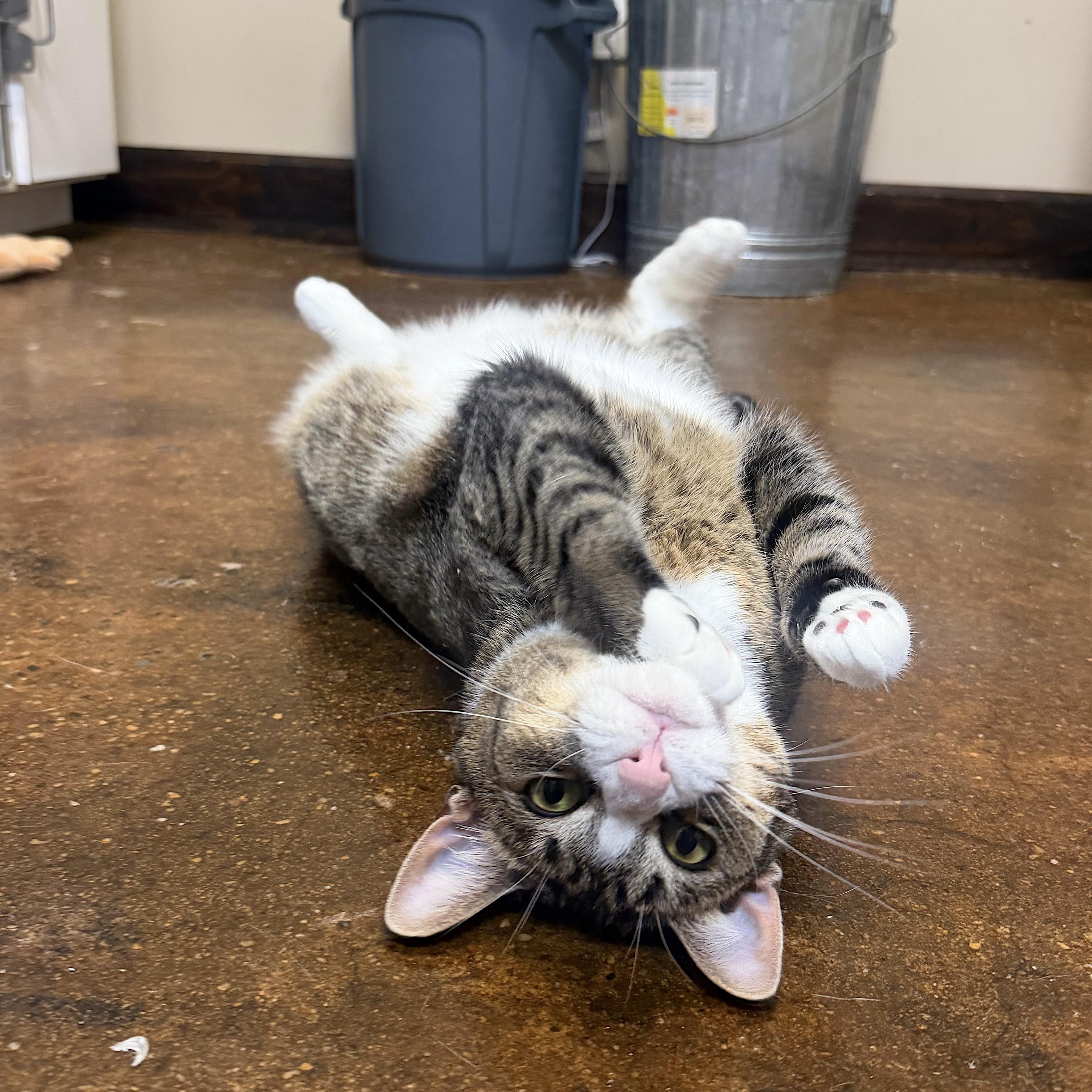 Enlarge Beans, a Adopted Domestic Short Hair in Birmingham, AL image 1/5