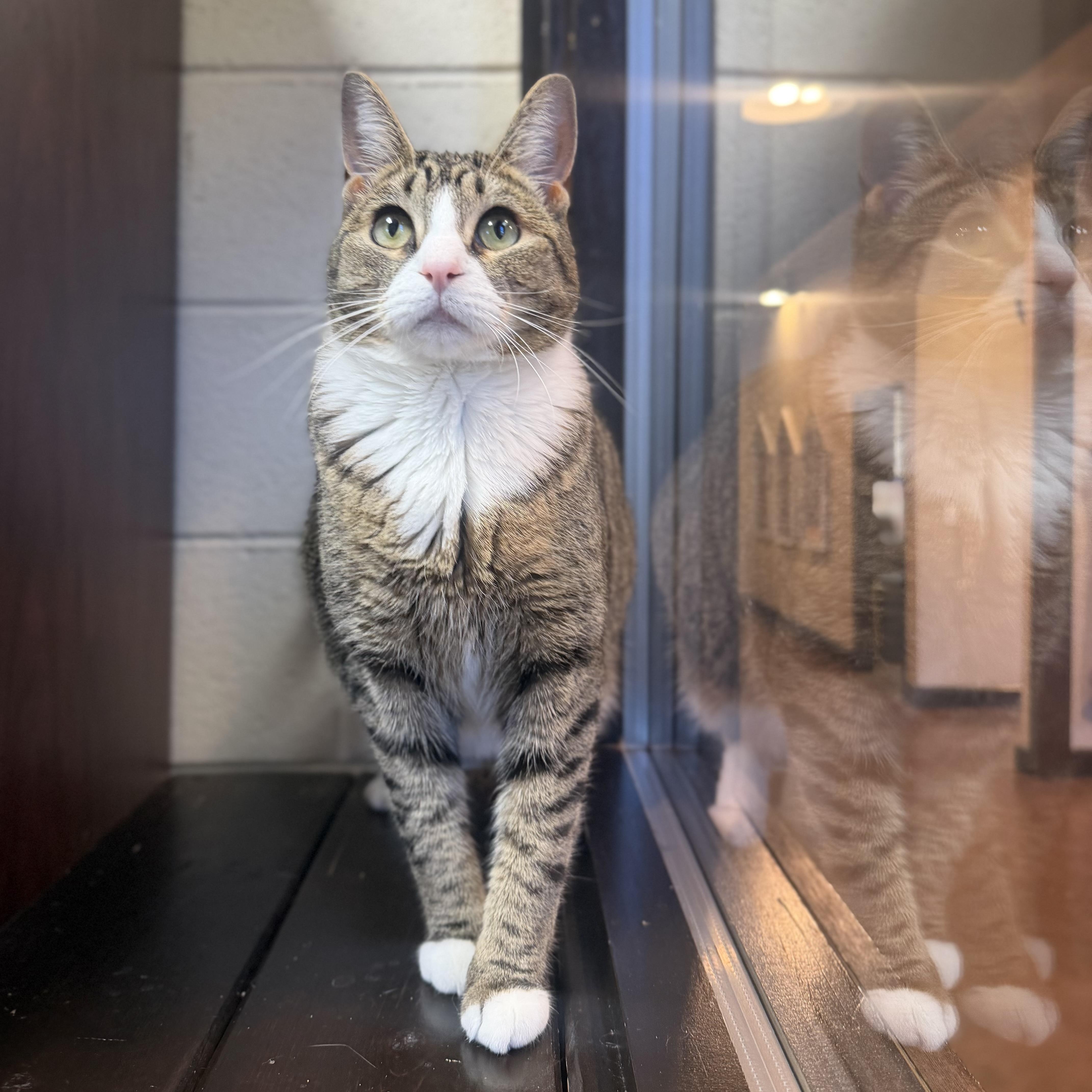 Enlarge Beans, a Adopted Domestic Short Hair in Birmingham, AL image 2/5