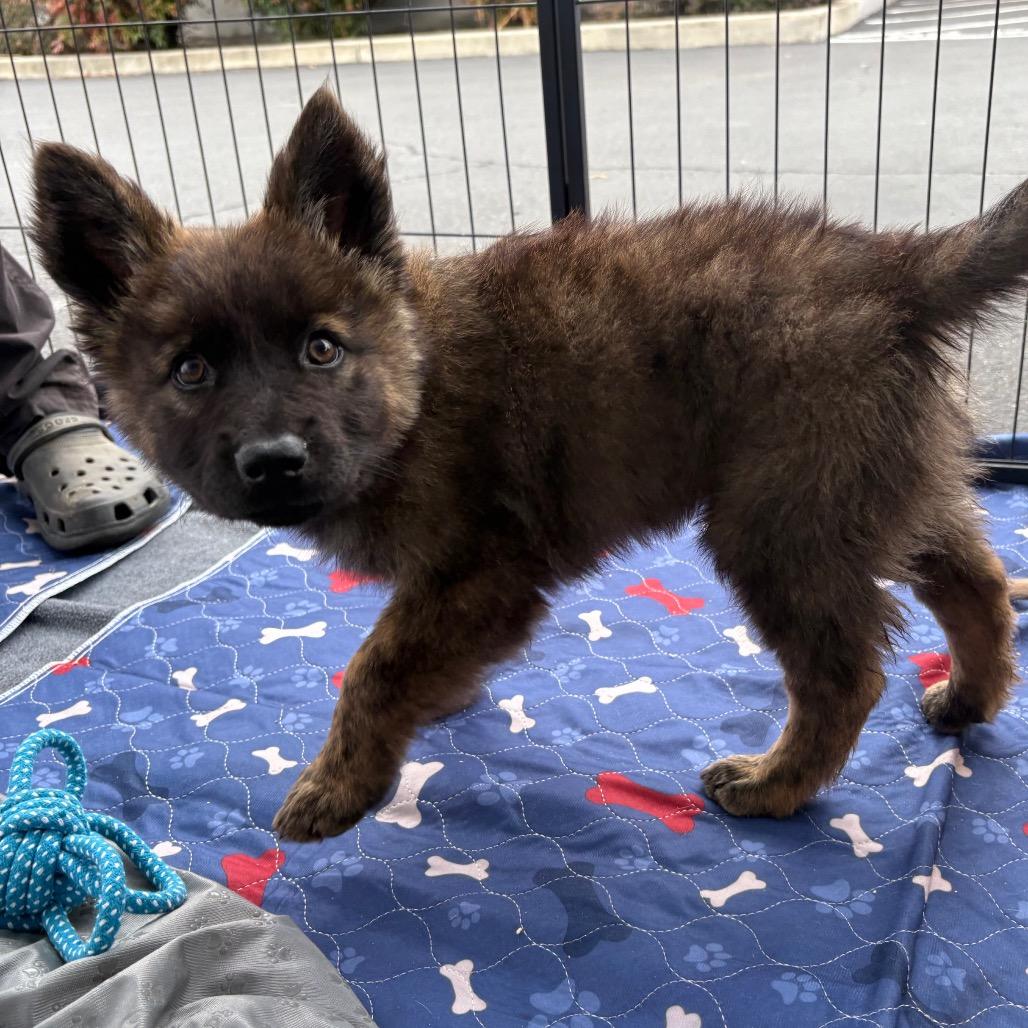 Simone, Adoptable, Puppy Female Shepherd & Chow Chow.