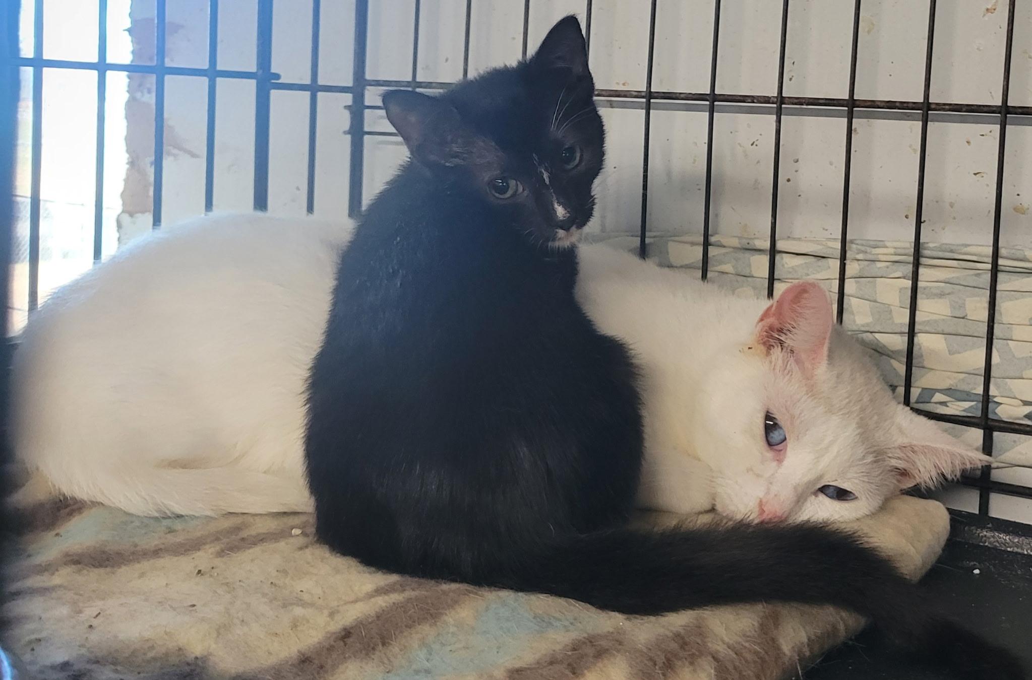 Enlarge Precious, a Adoptable Tuxedo in Bridgeton, NC image 3/5