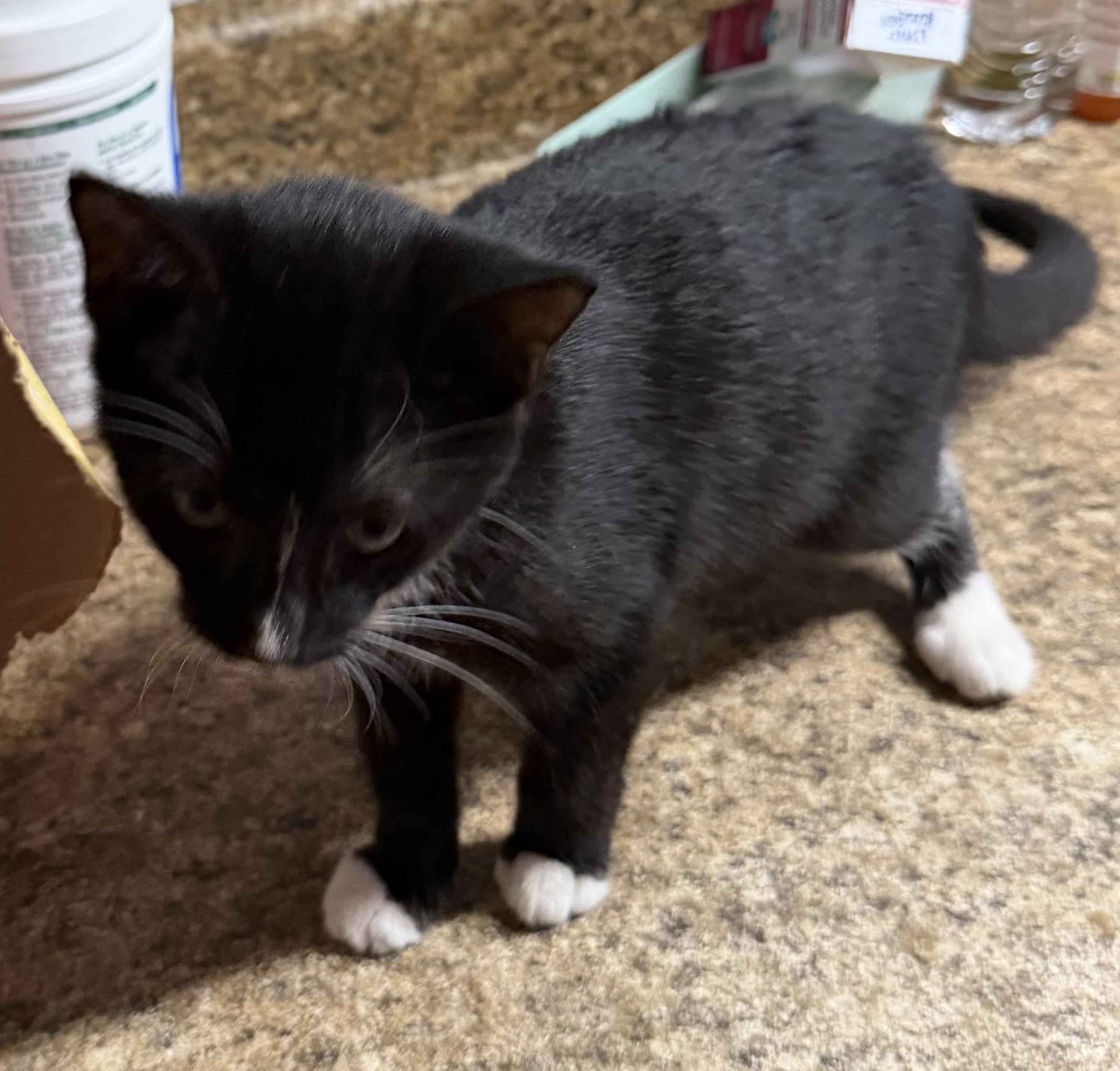 Enlarge Precious, a Adoptable Tuxedo in Bridgeton, NC image 5/5