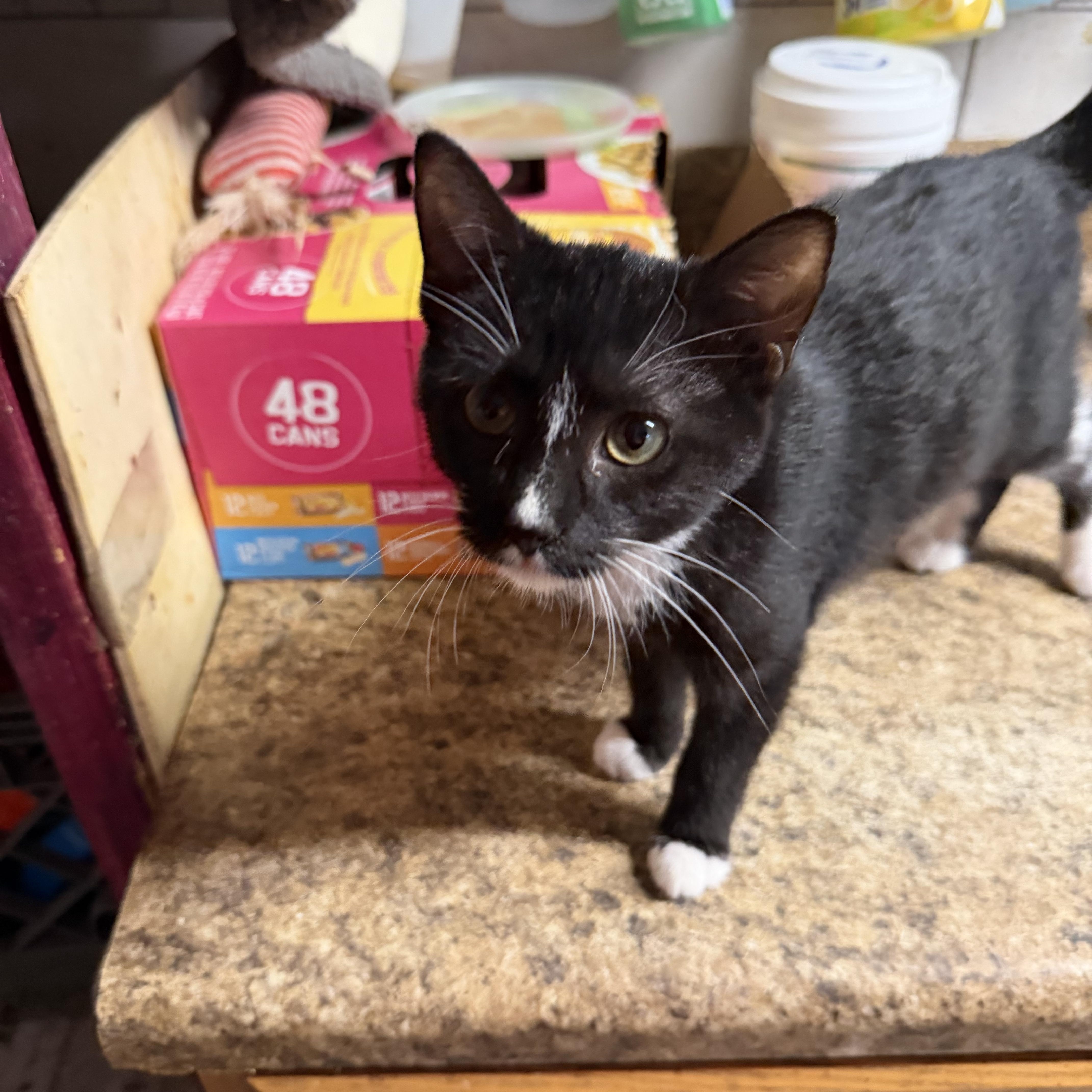 Enlarge Precious, a Adoptable Tuxedo in Bridgeton, NC image 4/5