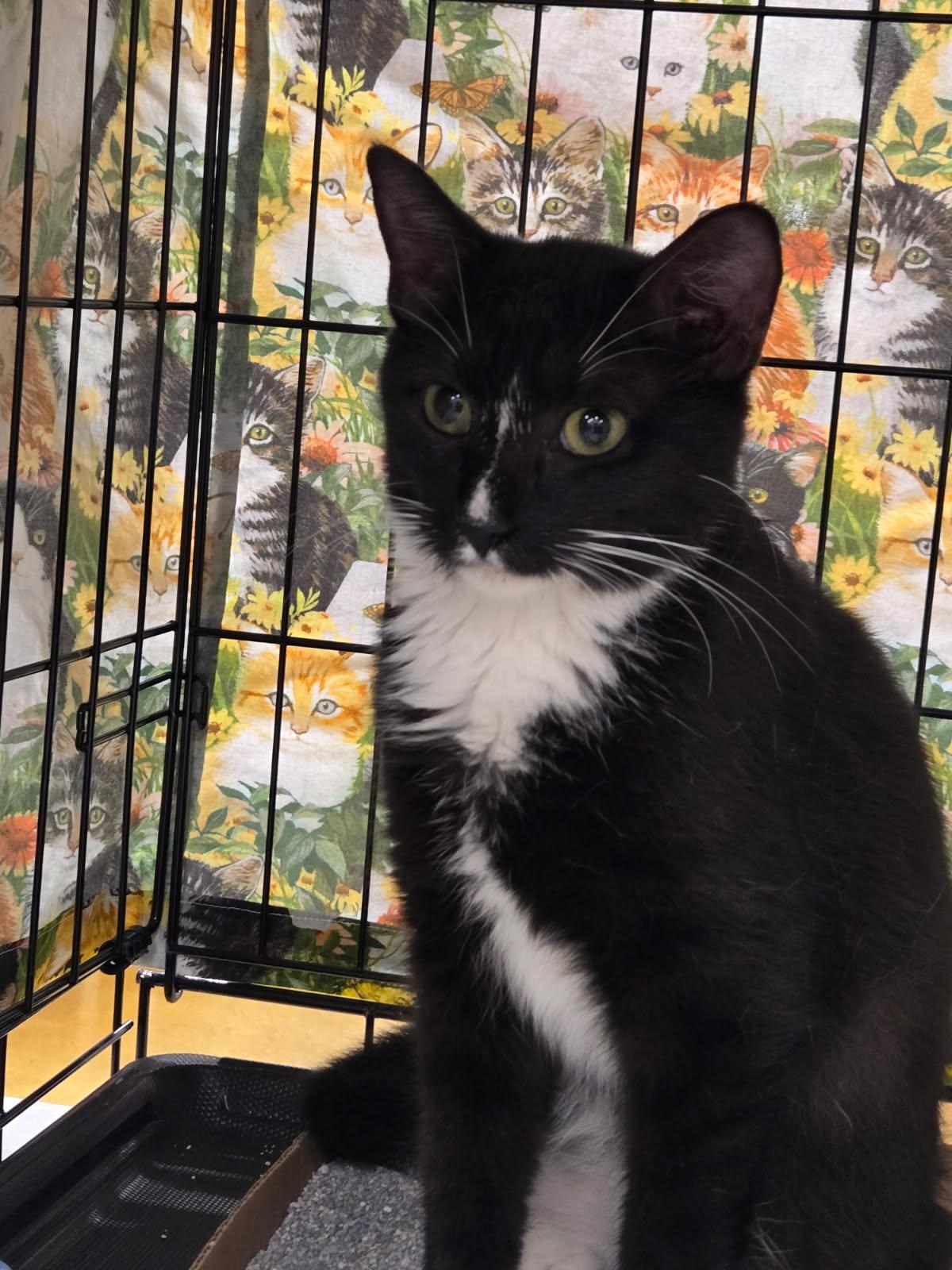 Enlarge Precious, an adoptable Tuxedo in Bridgeton, NC image 1/5
