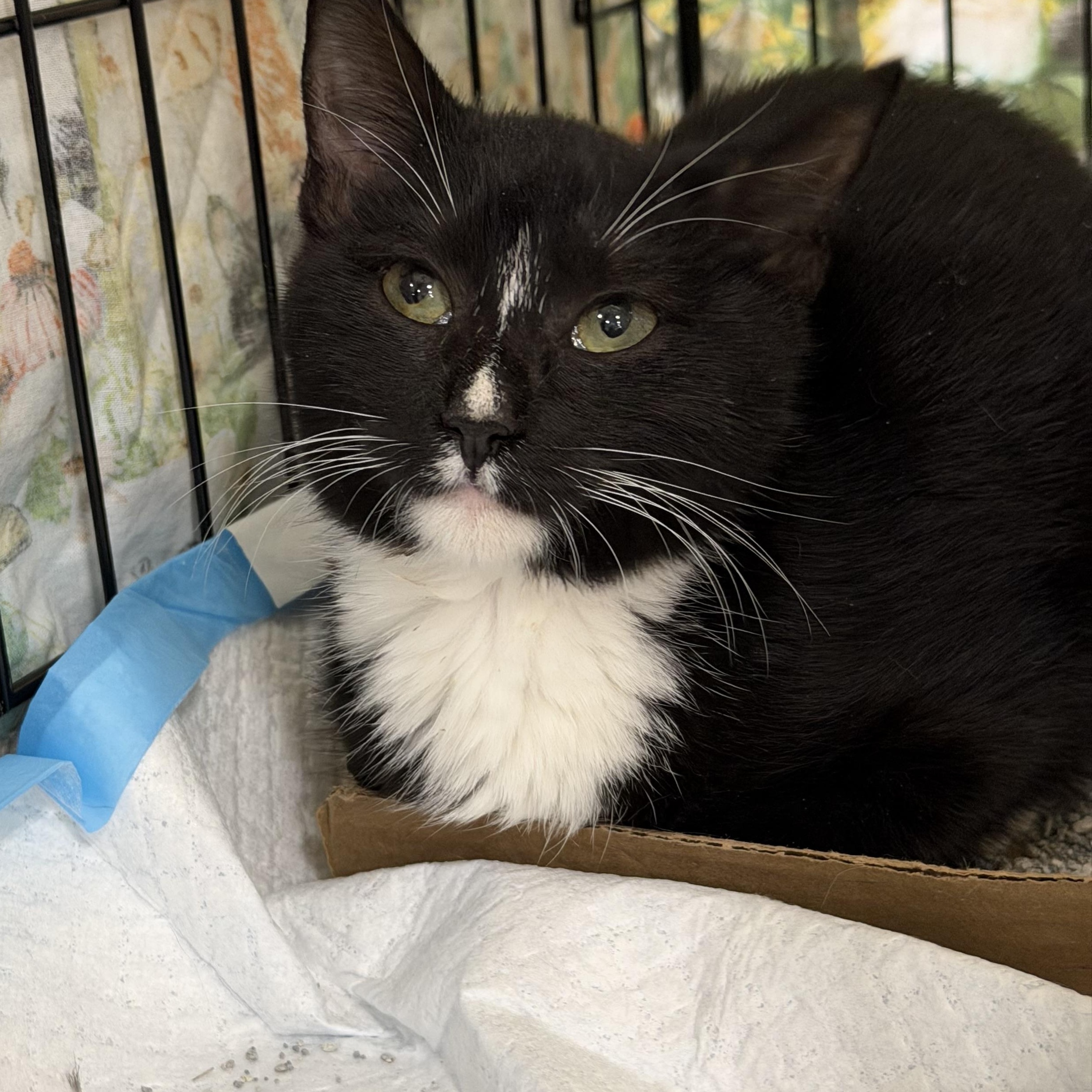 Enlarge Precious, a Adoptable Tuxedo in Bridgeton, NC image 2/5
