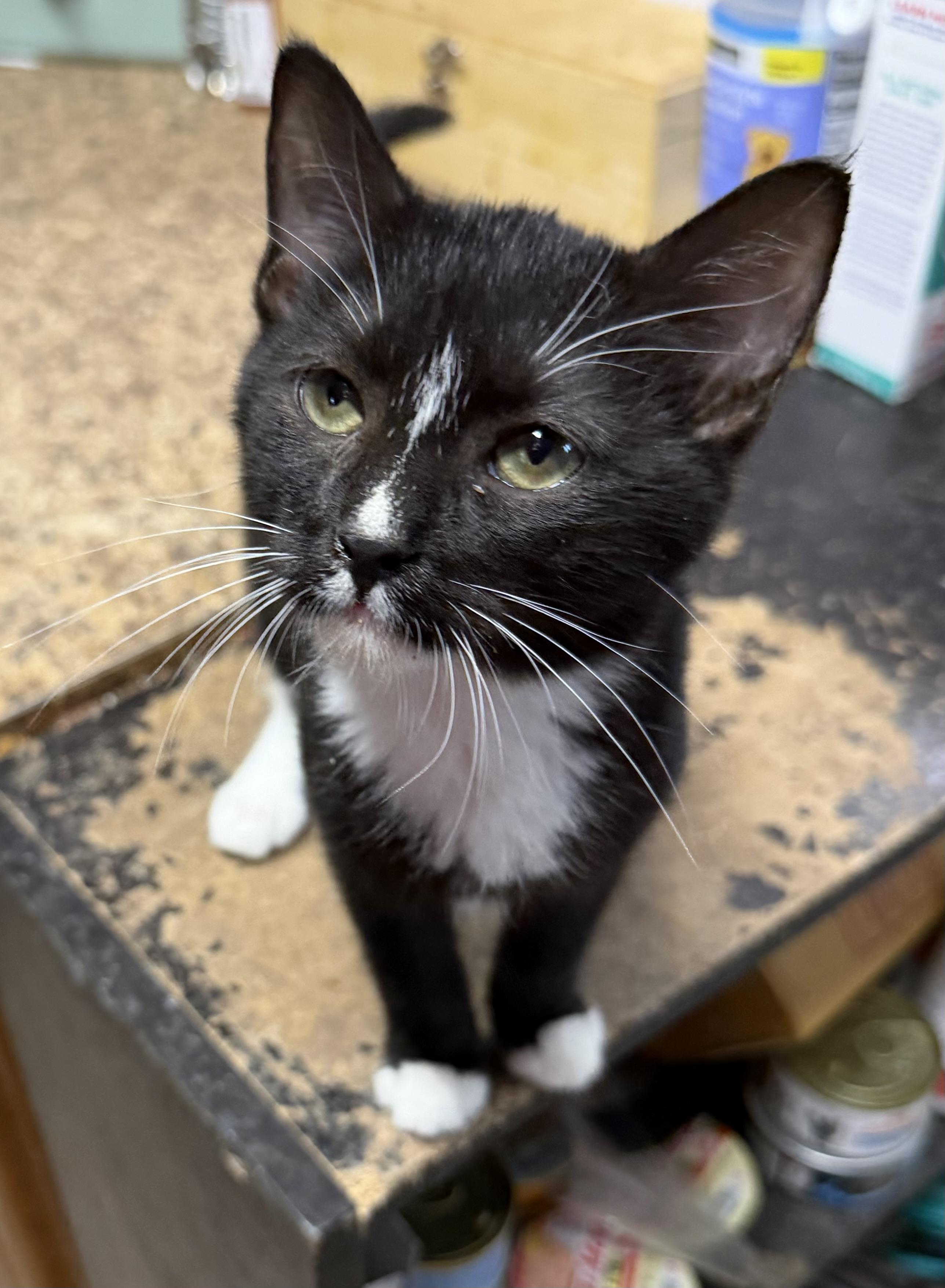 Enlarge Precious, a Adoptable Tuxedo in Bridgeton, NC image 1/5