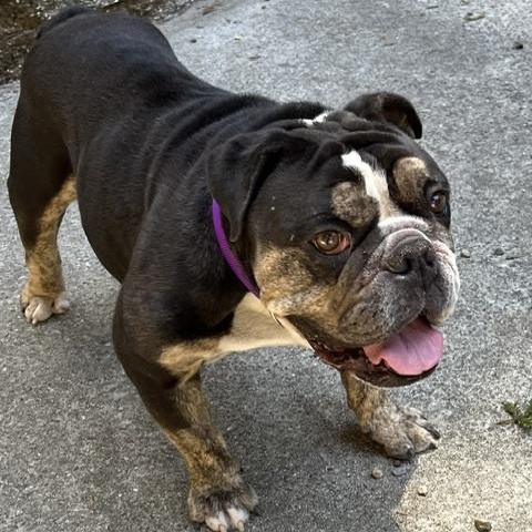 Enlarge Calvin, an adopted English Bulldog in Folsom, CA image 2/2