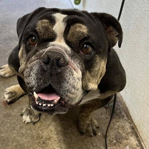 Calvin, adopted, Adult Male English Bulldog.