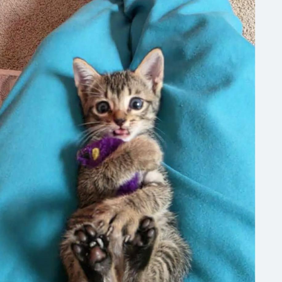 Enlarge Andy, a Adoptable Domestic Short Hair in Hattiesburg, MS image 1/3