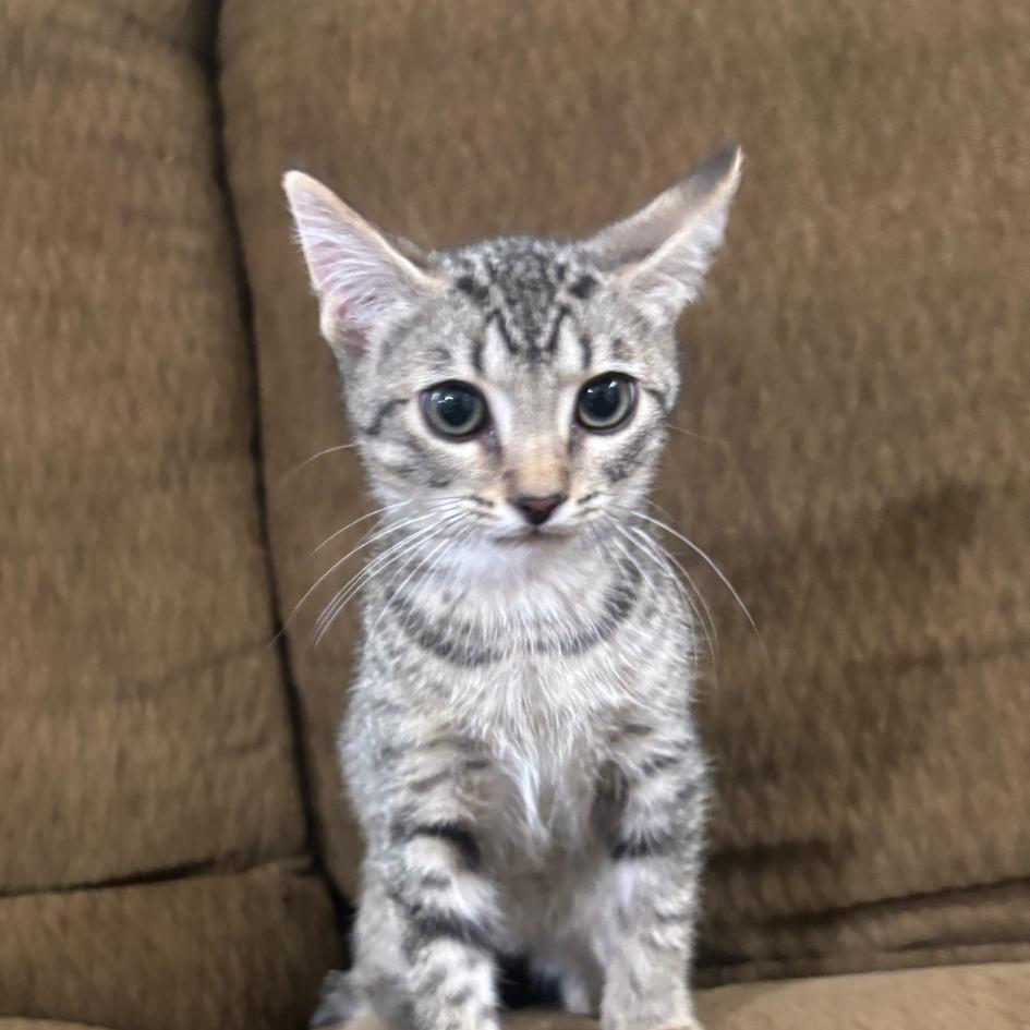 Enlarge Andy, a Adoptable Domestic Short Hair in Hattiesburg, MS image 2/3