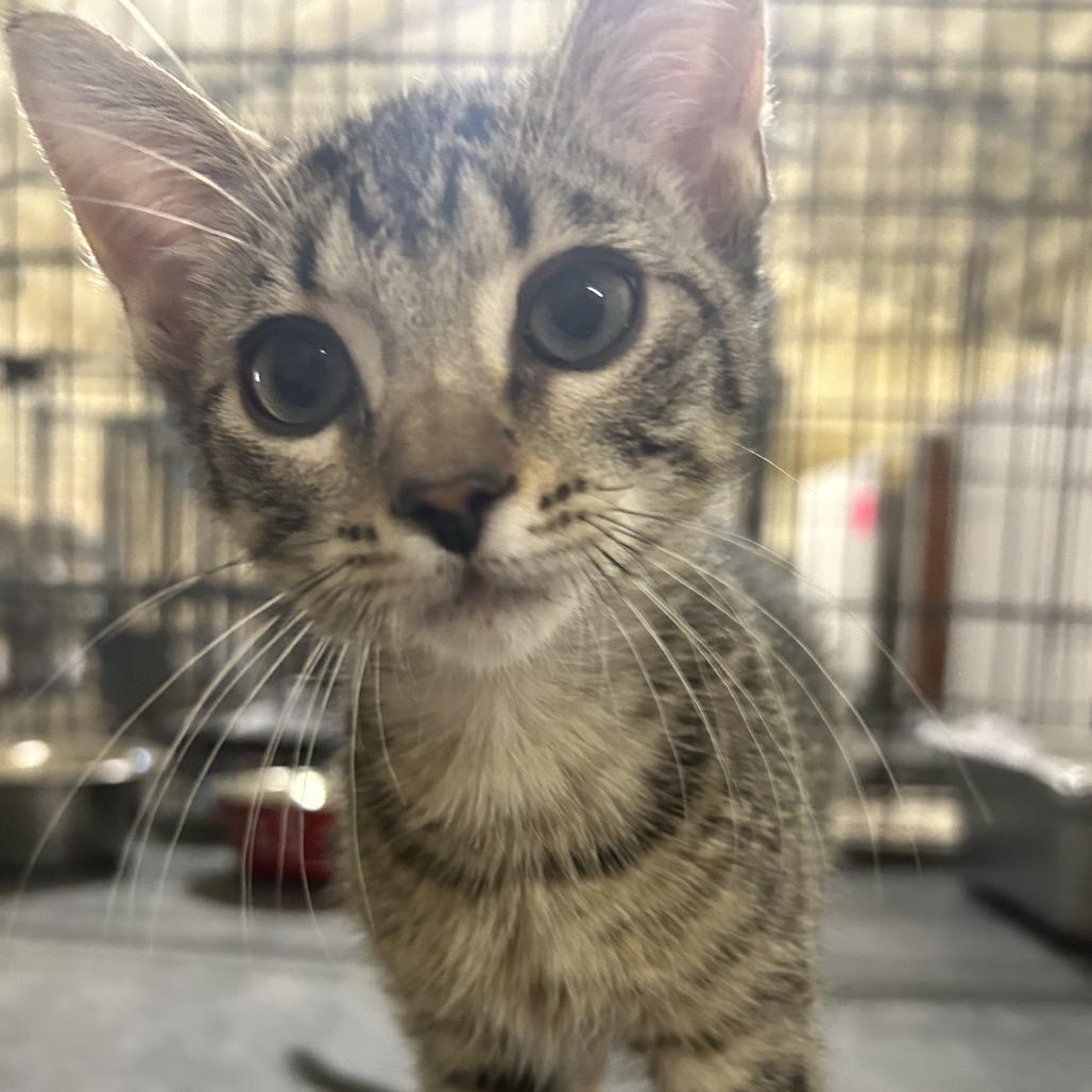 Enlarge Andy, a Adoptable Domestic Short Hair in Hattiesburg, MS image 3/3