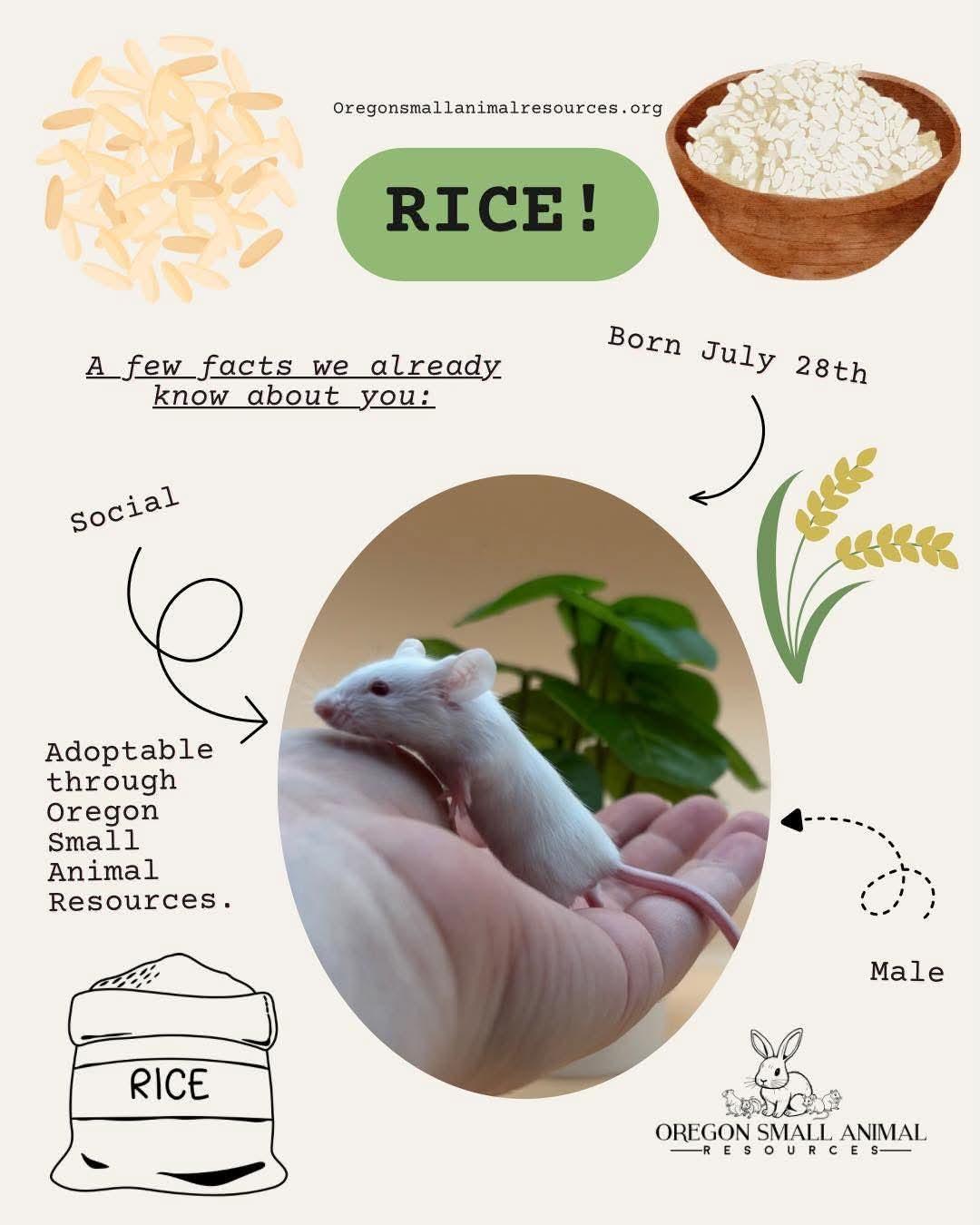 Enlarge Rice, a ADOPTABLE Mouse in Springfield, OR image 1/1