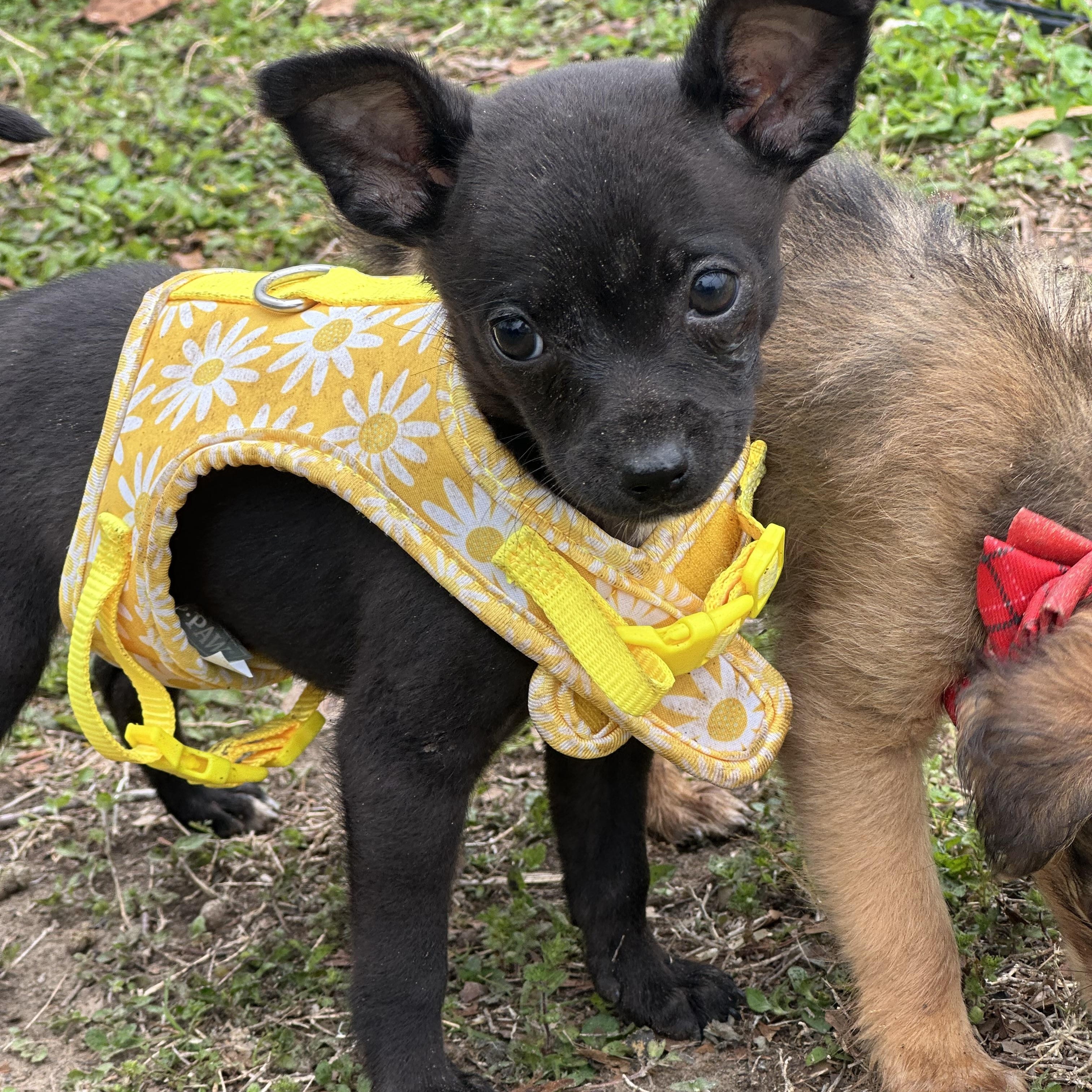 Stella — thumbnail 2