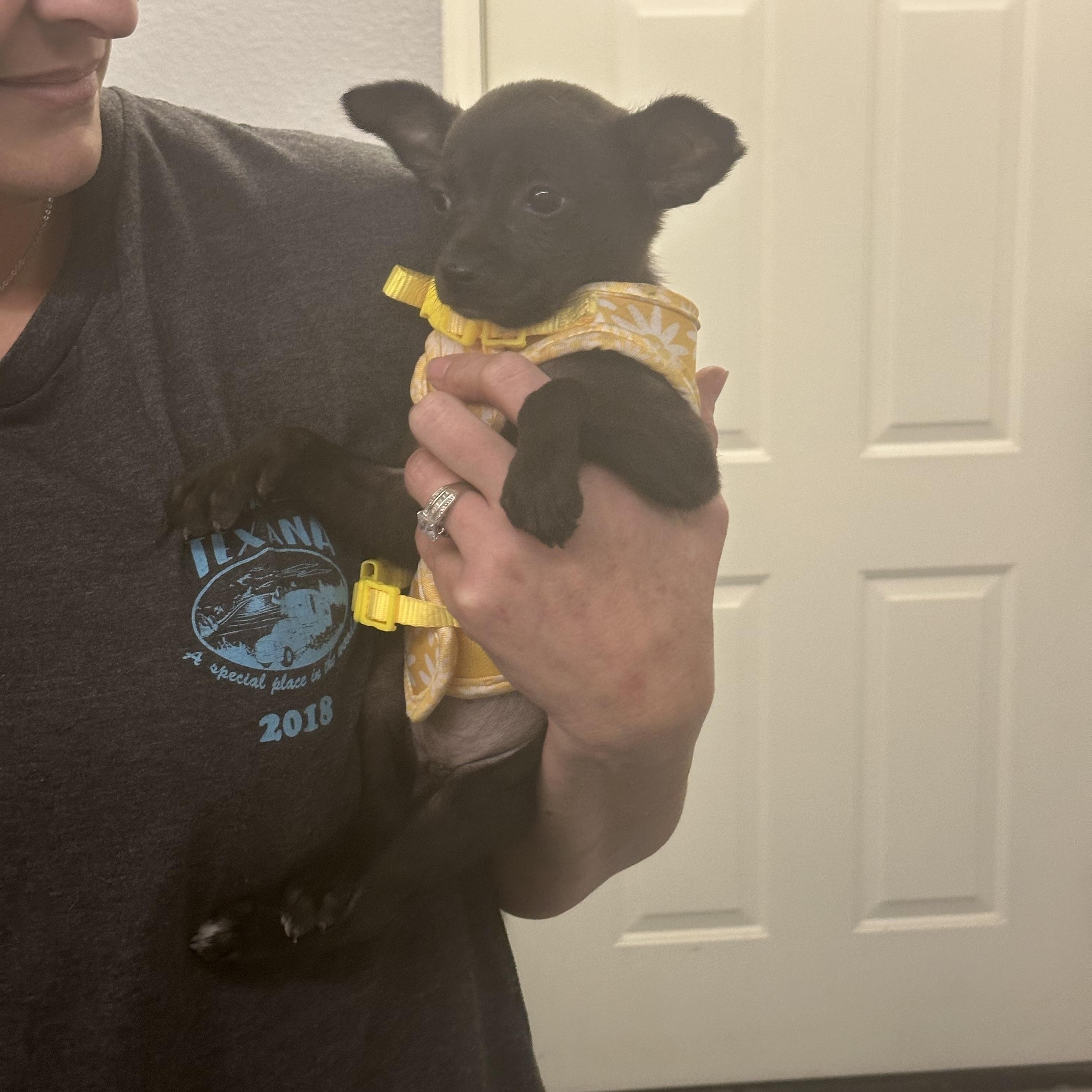 Stella — thumbnail 4