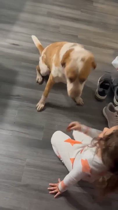 Enlarge Nipsey, a Adoptable mixed breed in Humble, TX video 5/6