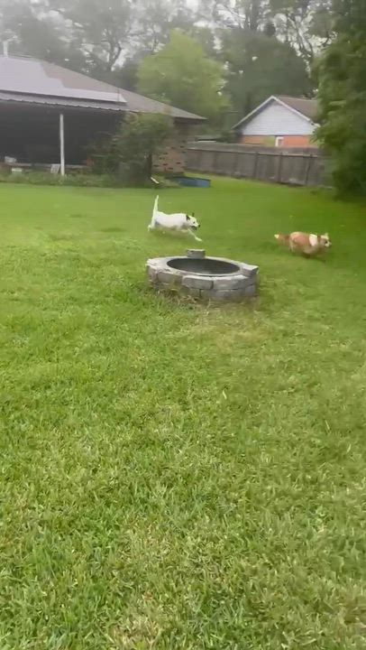 Enlarge Nipsey, a Adoptable mixed breed in Humble, TX video 4/6