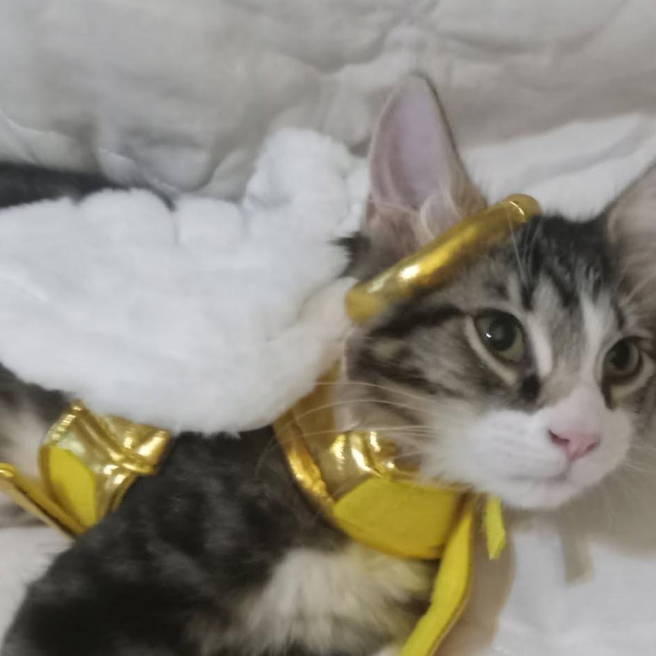 A.B., Adoptable, Young Female Domestic Long Hair.